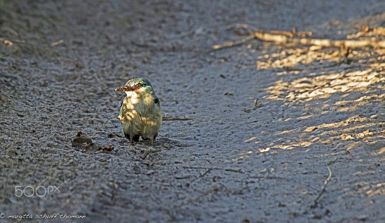Canon EF 100-400mm F4.5-5.6L IS USM sample photo. Woodland kingfisher baby... photography