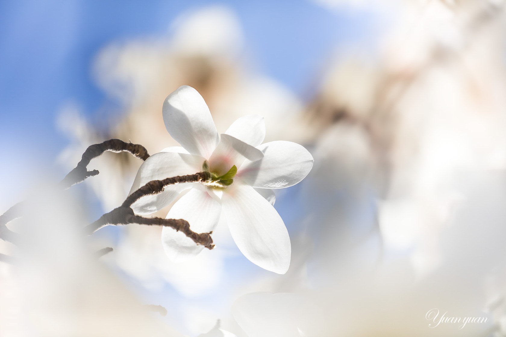 Canon EF 100-400mm F4.5-5.6L IS II USM sample photo.  玉兰花。  photography