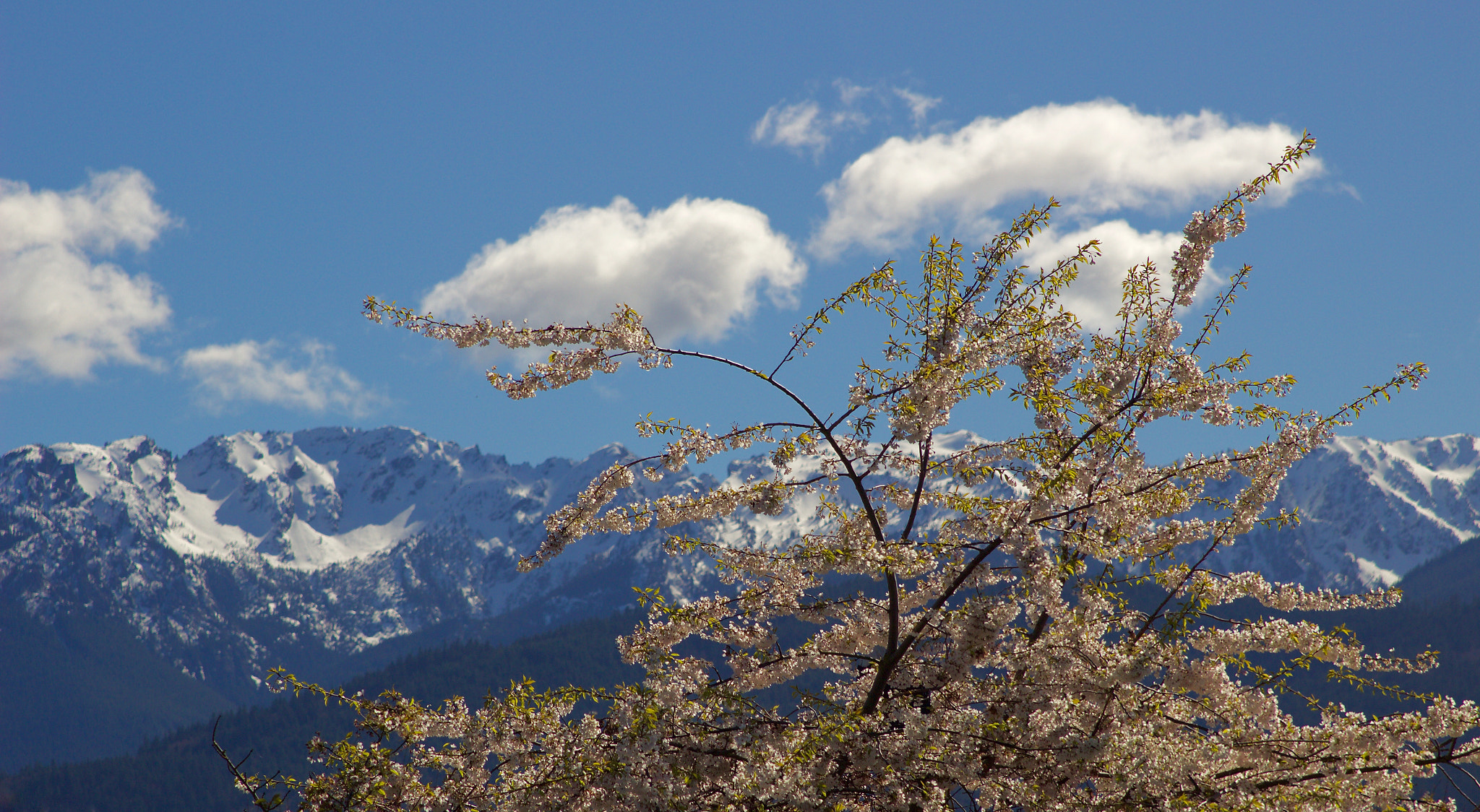 Canon EF 28-105mm f/3.5-4.5 USM sample photo. Mount angeles...!! photography