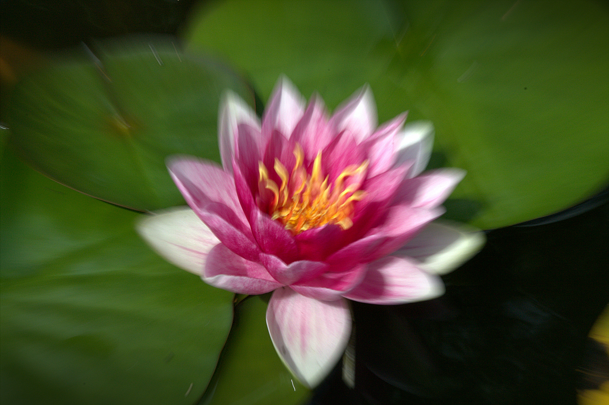 Sigma 17-70mm F2.8-4 DC Macro OS HSM sample photo. Edfao photography