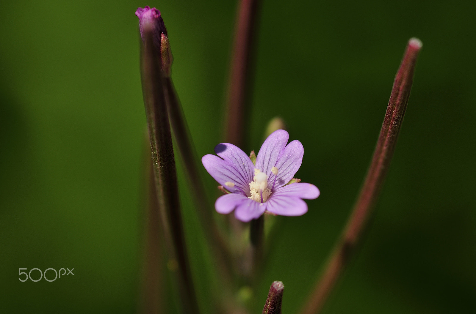 Nikon D300 + Sigma 105mm F2.8 EX DG Macro sample photo. Purple flower photography