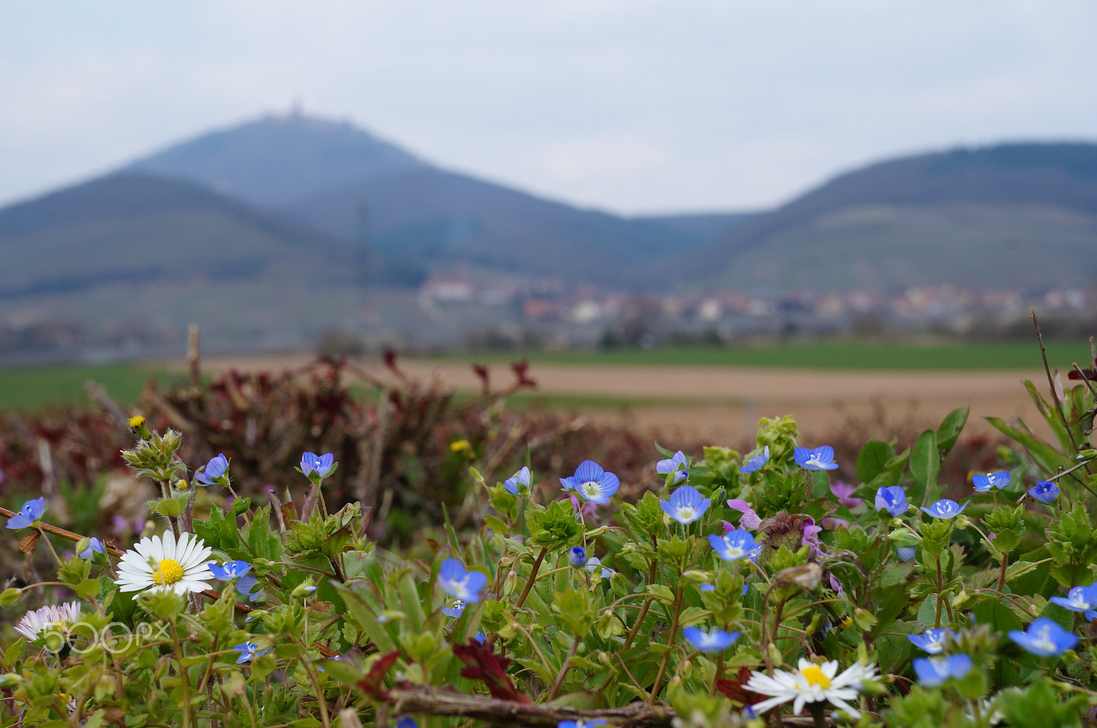 Sony FE 28-70mm F3.5-5.6 OSS sample photo. Spring feeling in alsace photography