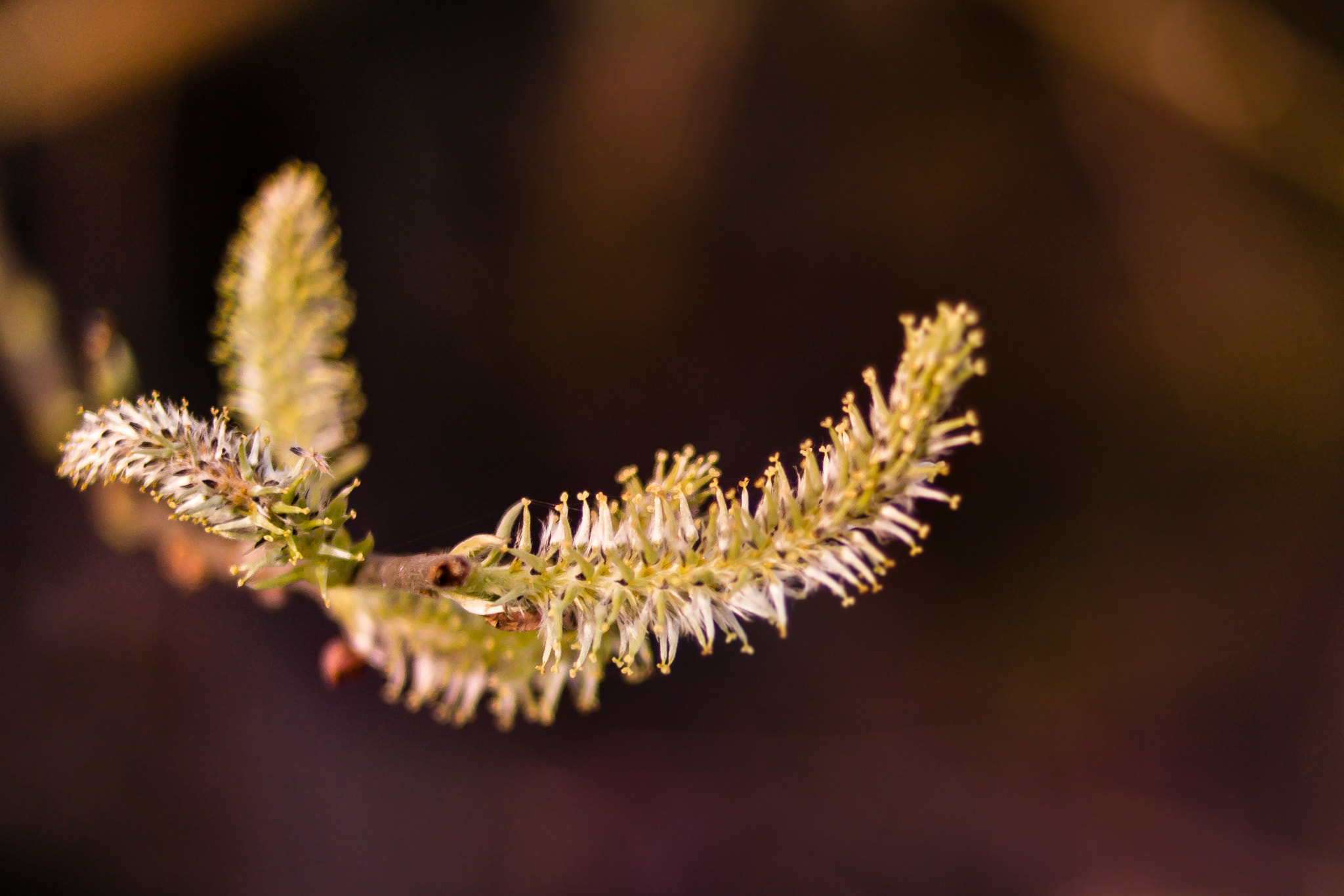 Samsung NX300 + NX 45mm F1.8 [T6] 2D/3D sample photo. Osier photography