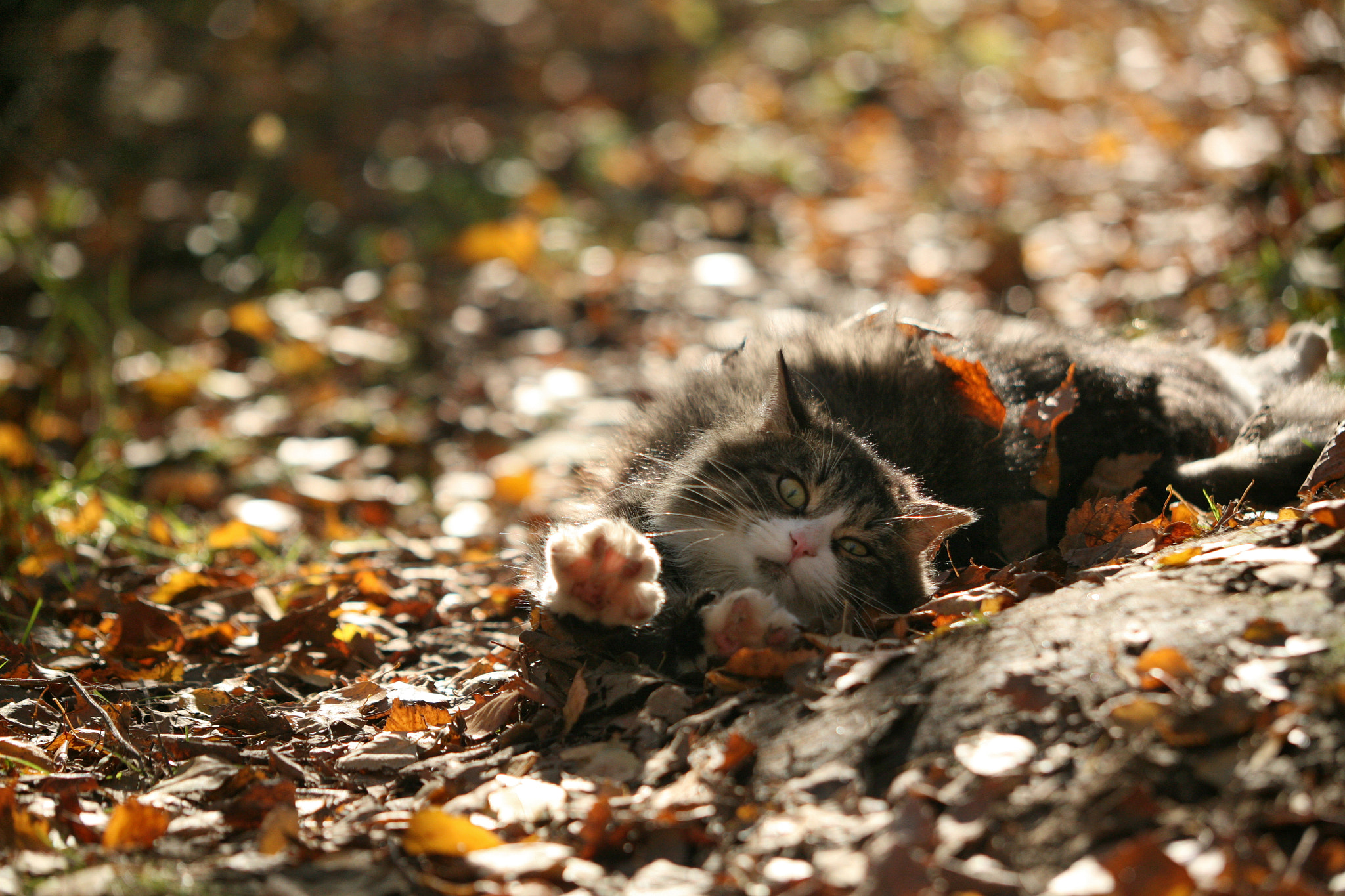 Canon EOS 5D + Canon EF 35-350mm F3.5-5.6L USM sample photo. Cat in the woods photography