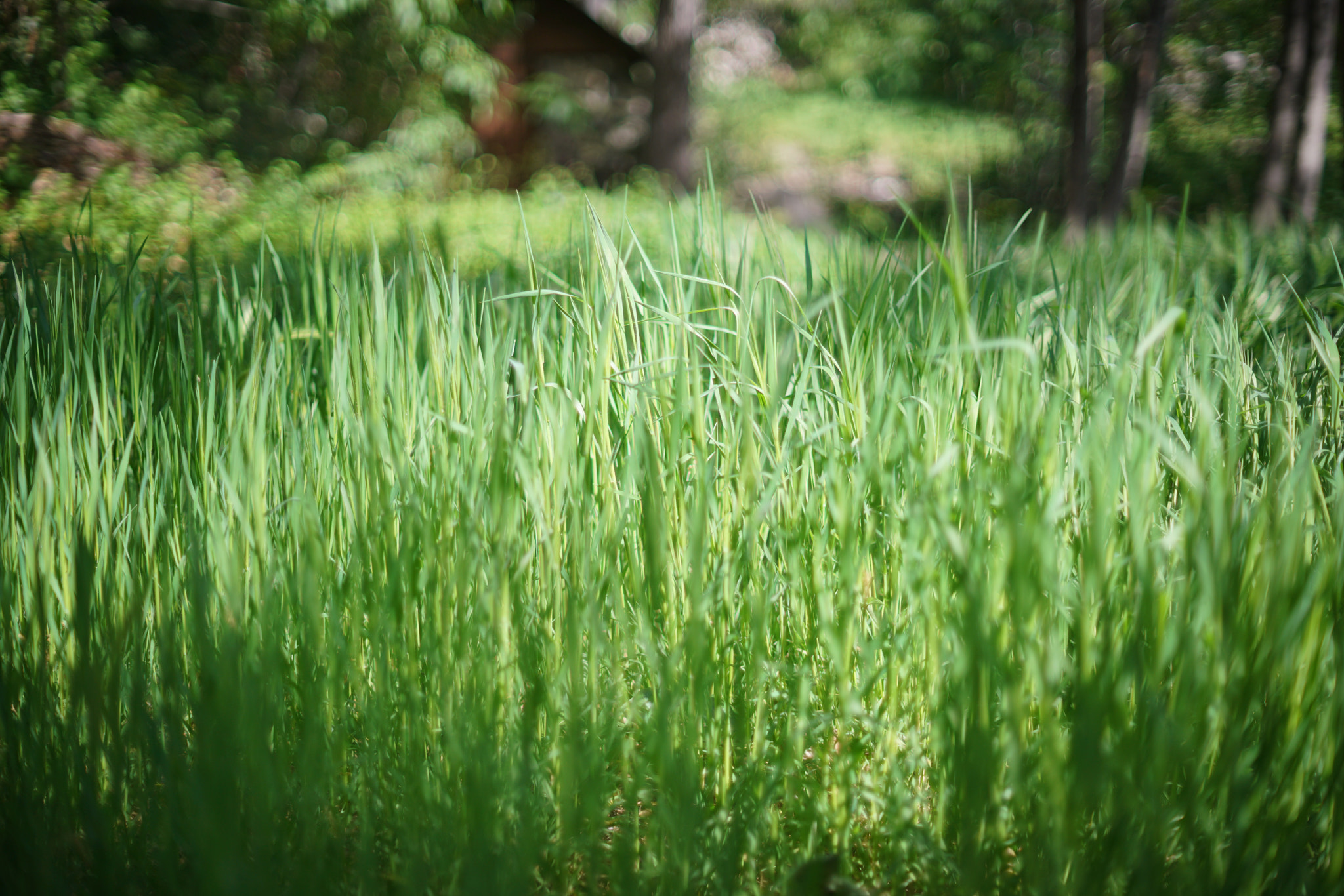 Sony a7R II + Sony 50mm F1.4 sample photo. Holy jim forest 06 photography