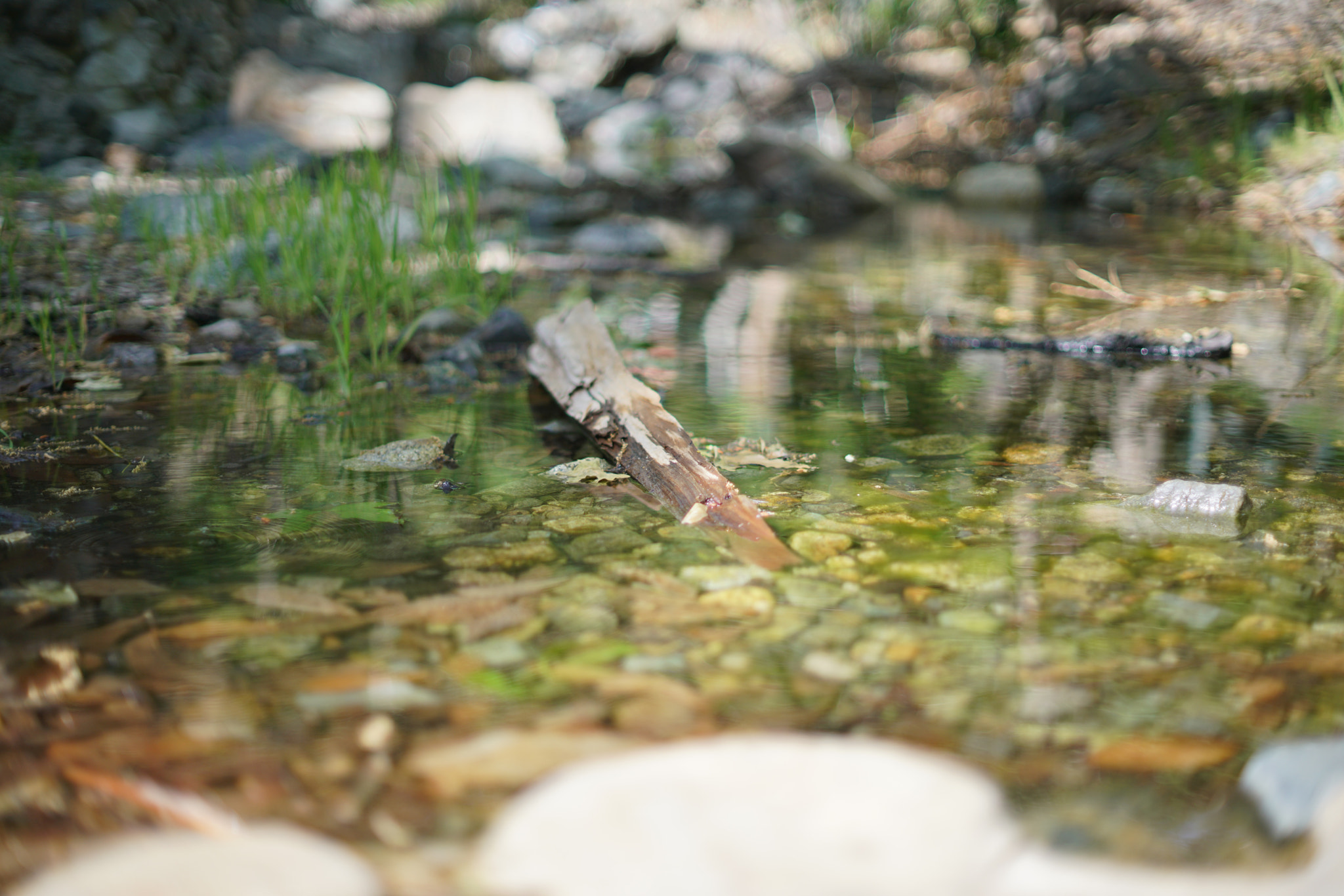 Sony a7R II + Sony 50mm F1.4 sample photo. Holy jim forest 03 photography