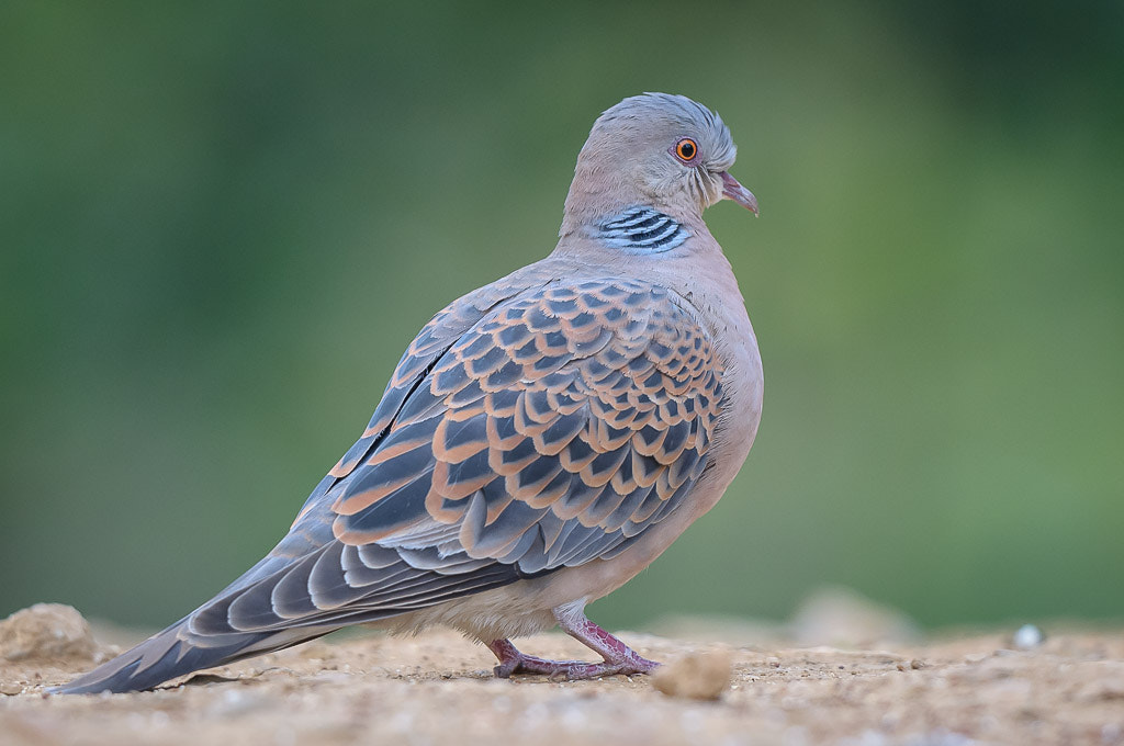 Nikon D300S + Nikon AF-S Nikkor 500mm F4G ED VR sample photo. One turtledove, no partridge, no pear tree... photography