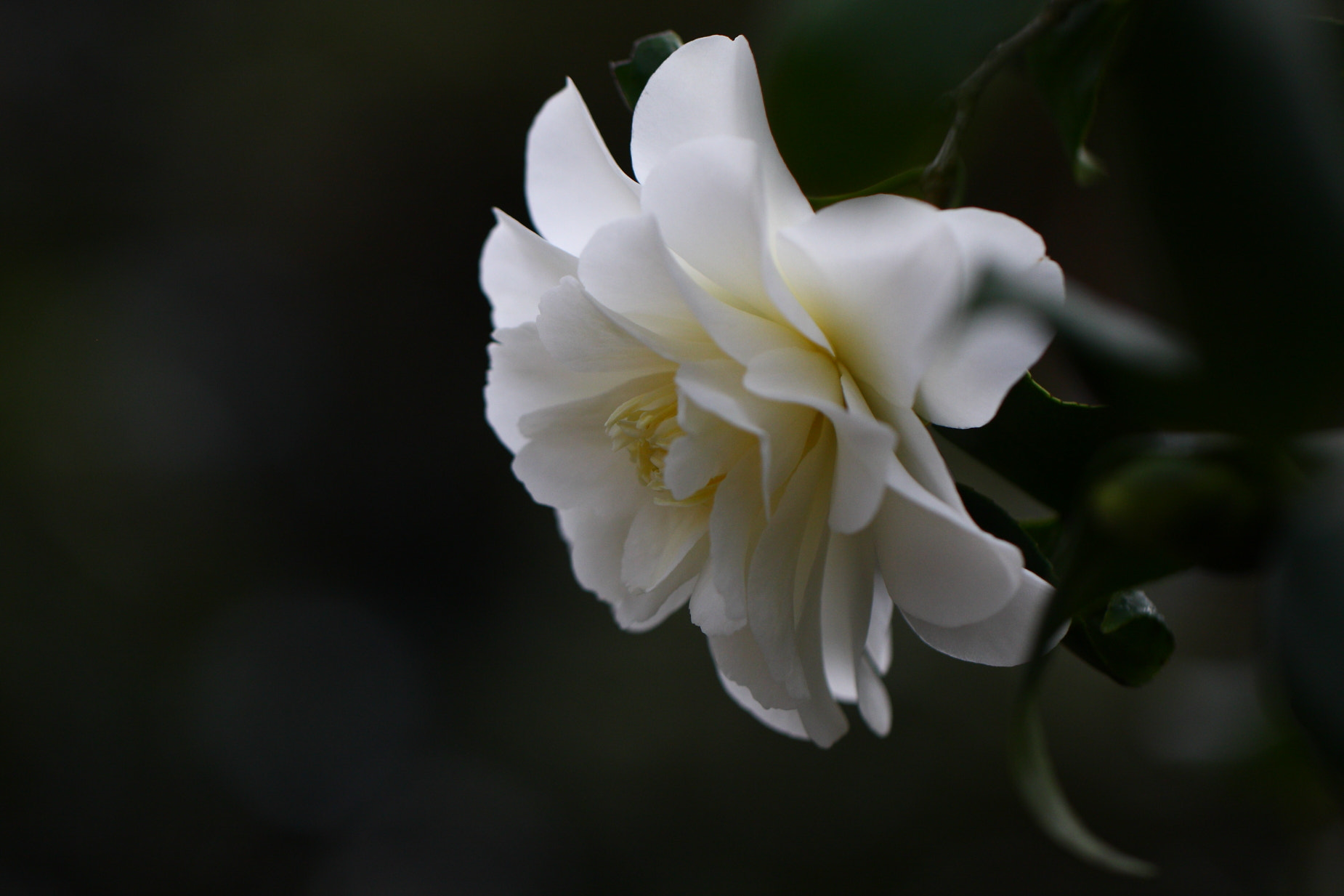 Canon EOS 40D + Canon EF 100mm F2.8L Macro IS USM sample photo. Camellia photography
