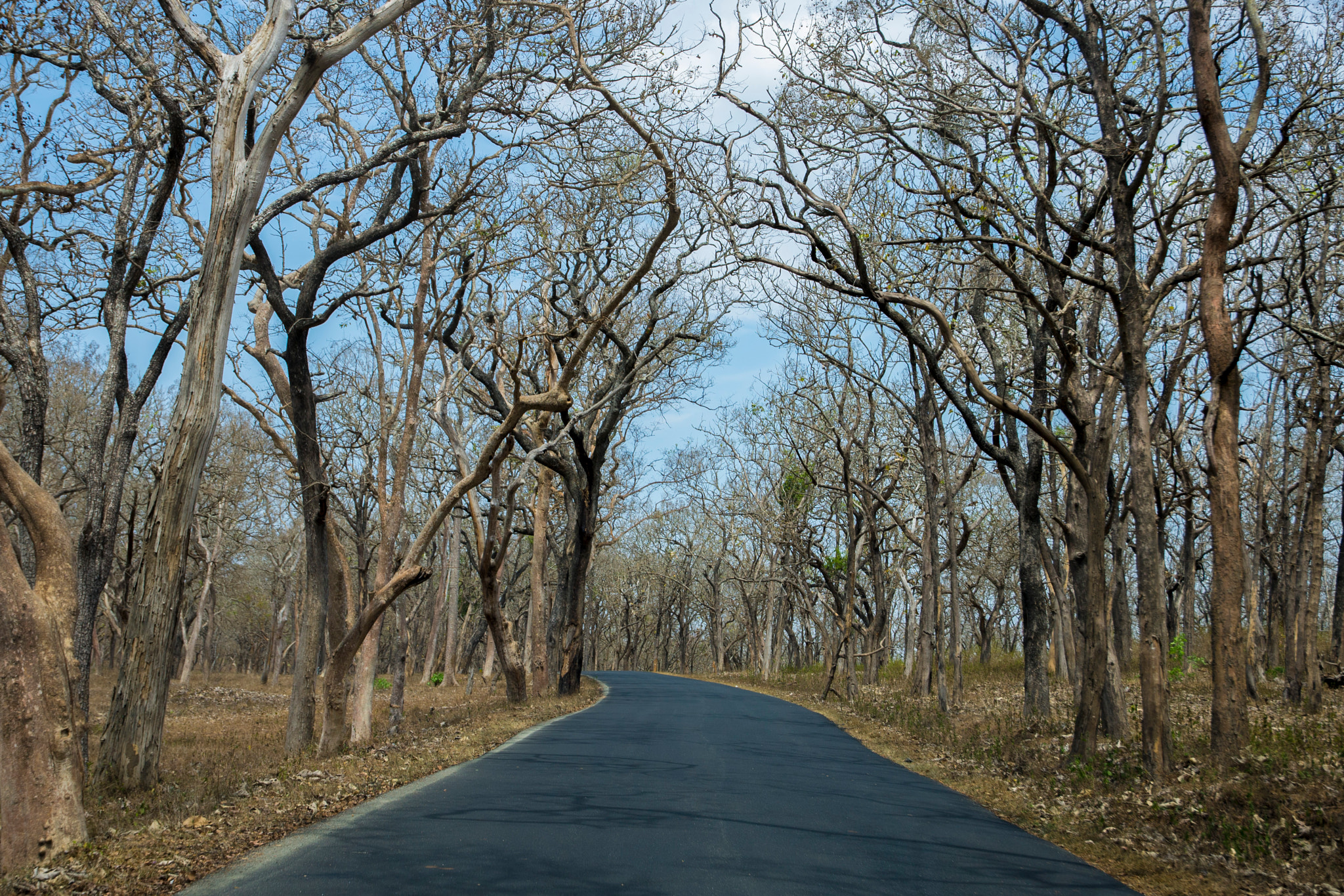 Nikon D600 sample photo. Kartavya jungle,india photography