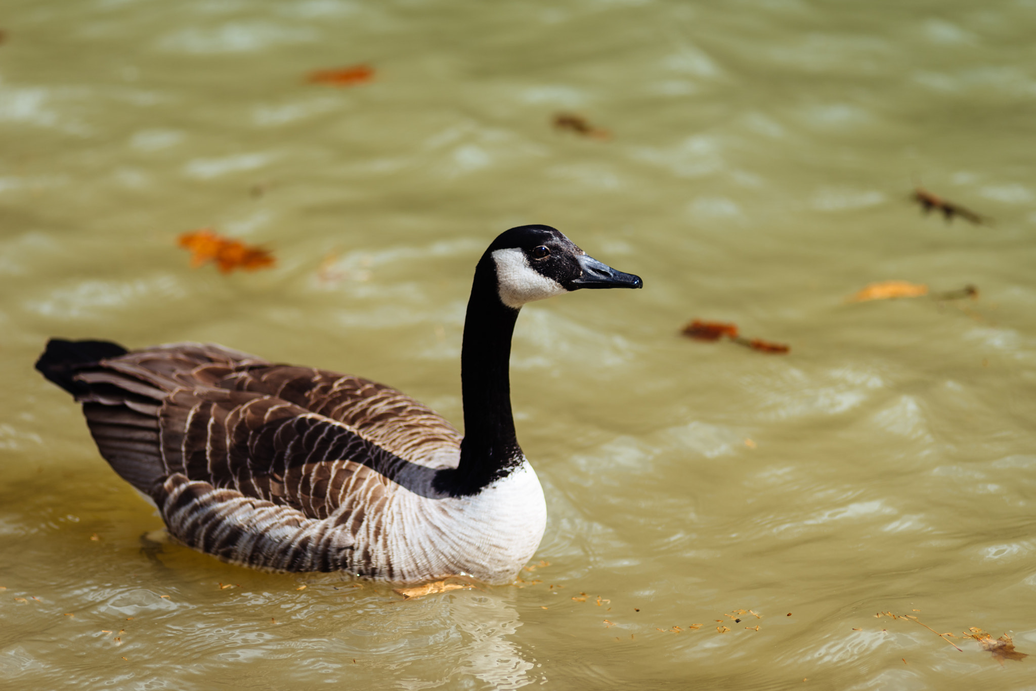 Nikon D750 + Nikon AF Nikkor 180mm F2.8D ED-IF sample photo. A smiling goose photography
