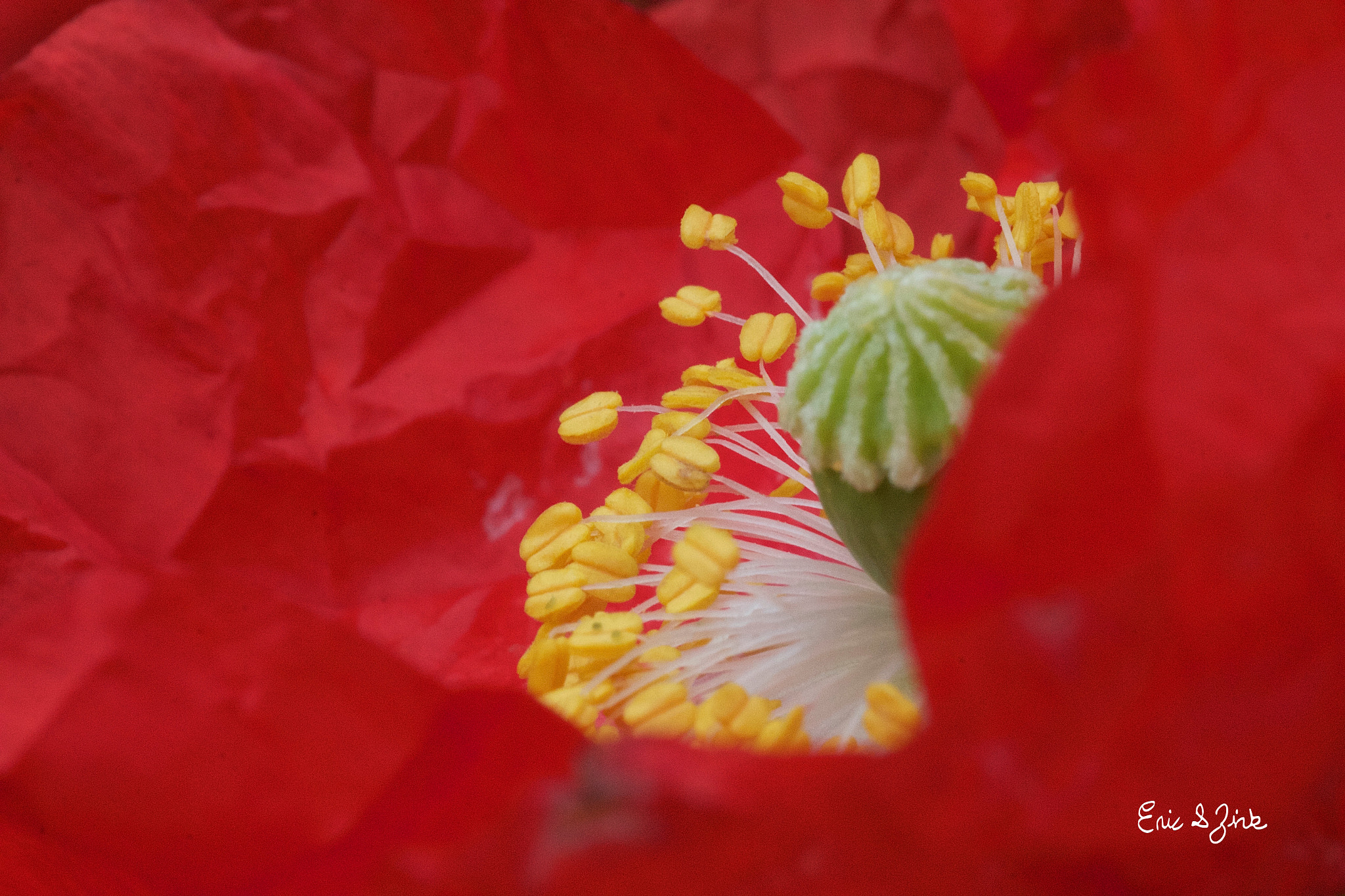 Canon EOS 60D + Tamron SP AF 90mm F2.8 Di Macro sample photo. Poppy photography