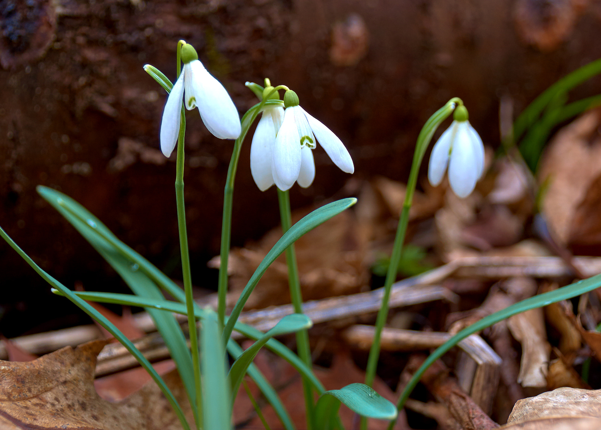 Sony SLT-A37 + Sony DT 18-250mm F3.5-6.3 sample photo. Snowdrop photography