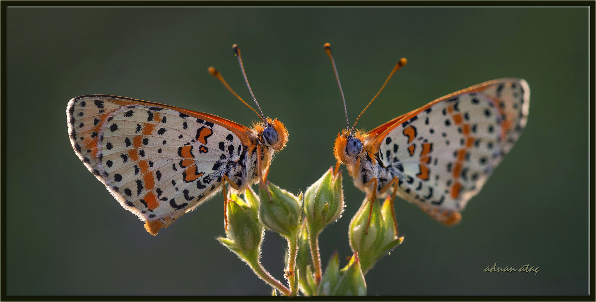 Nikon D4 sample photo. Benekli İparhan - melitaea didyma - spotted fritillary photography
