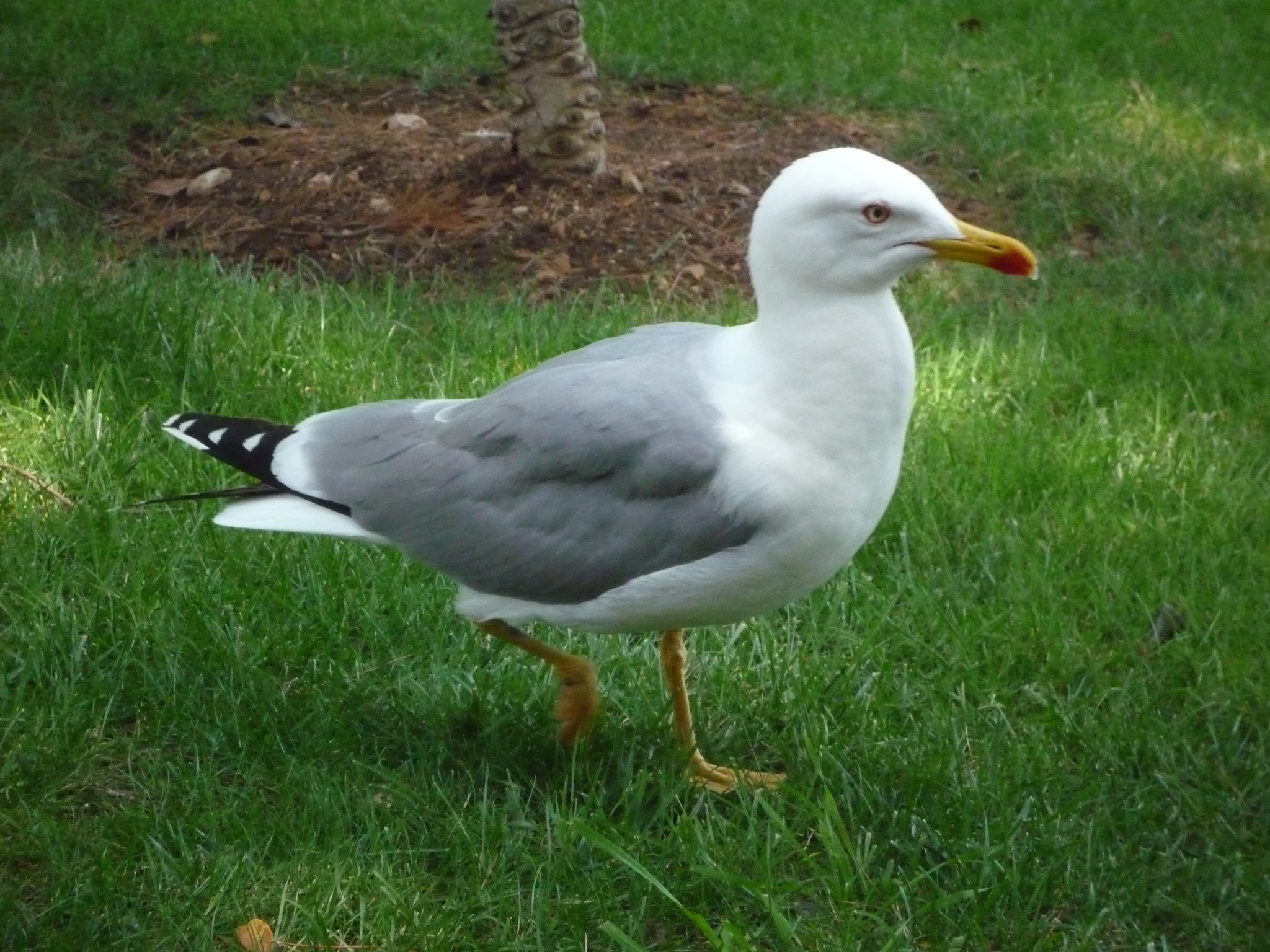 Panasonic DMC-FX35 sample photo. Seagull photography