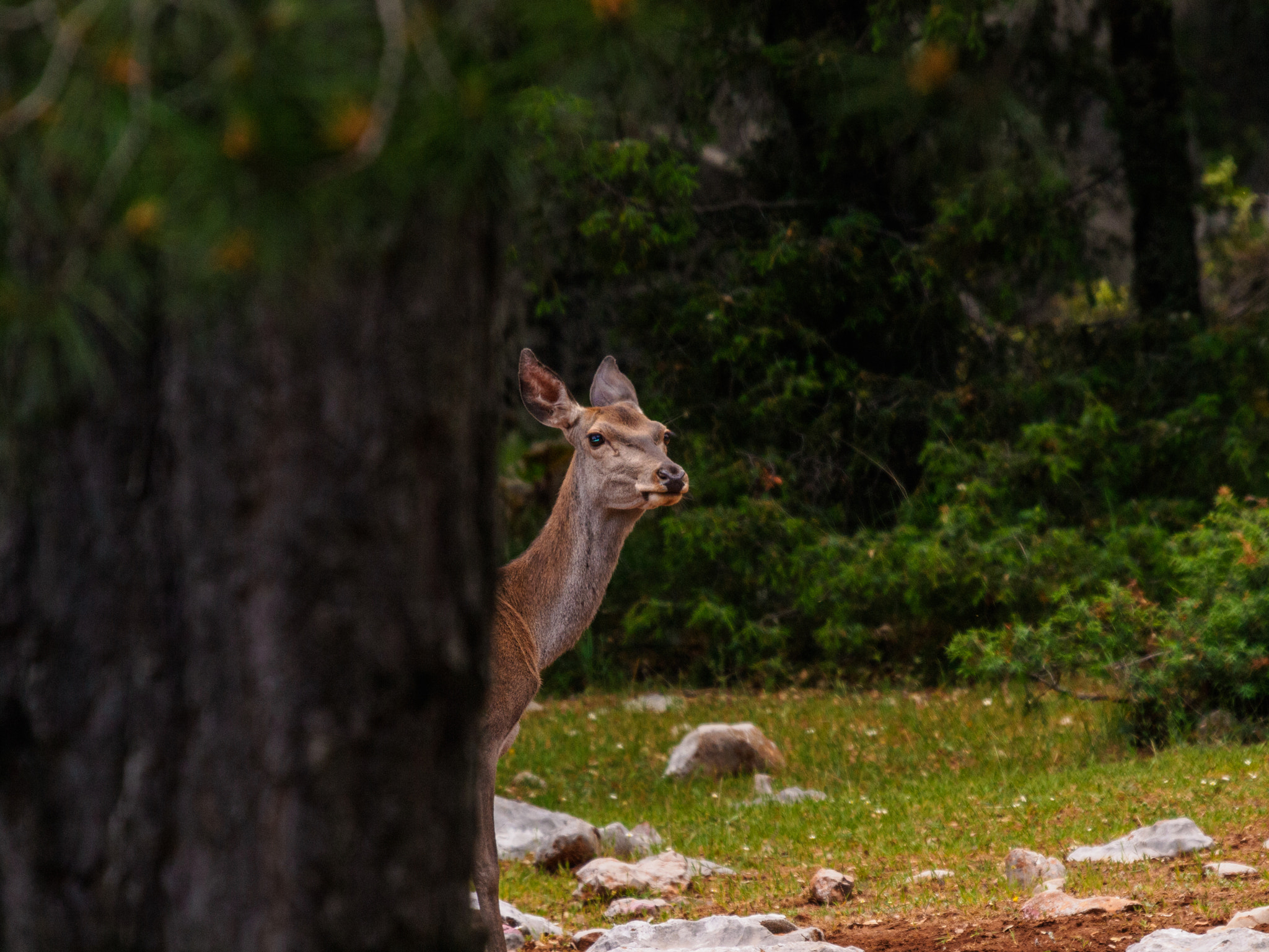 Olympus E-5 + SIGMA 50-500mm F4-6.3 DG HSM sample photo. Male deer in spring photography