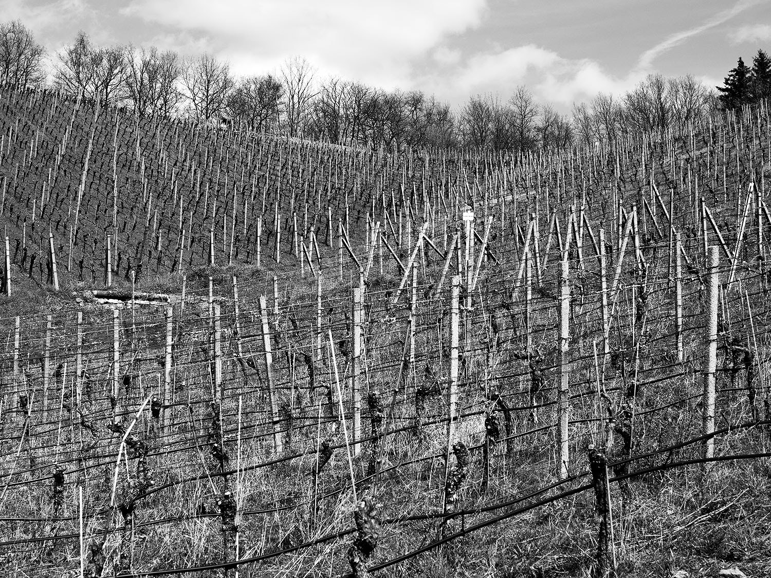 Sigma 30mm F2.8 DN Art sample photo. Wackerbarth photography