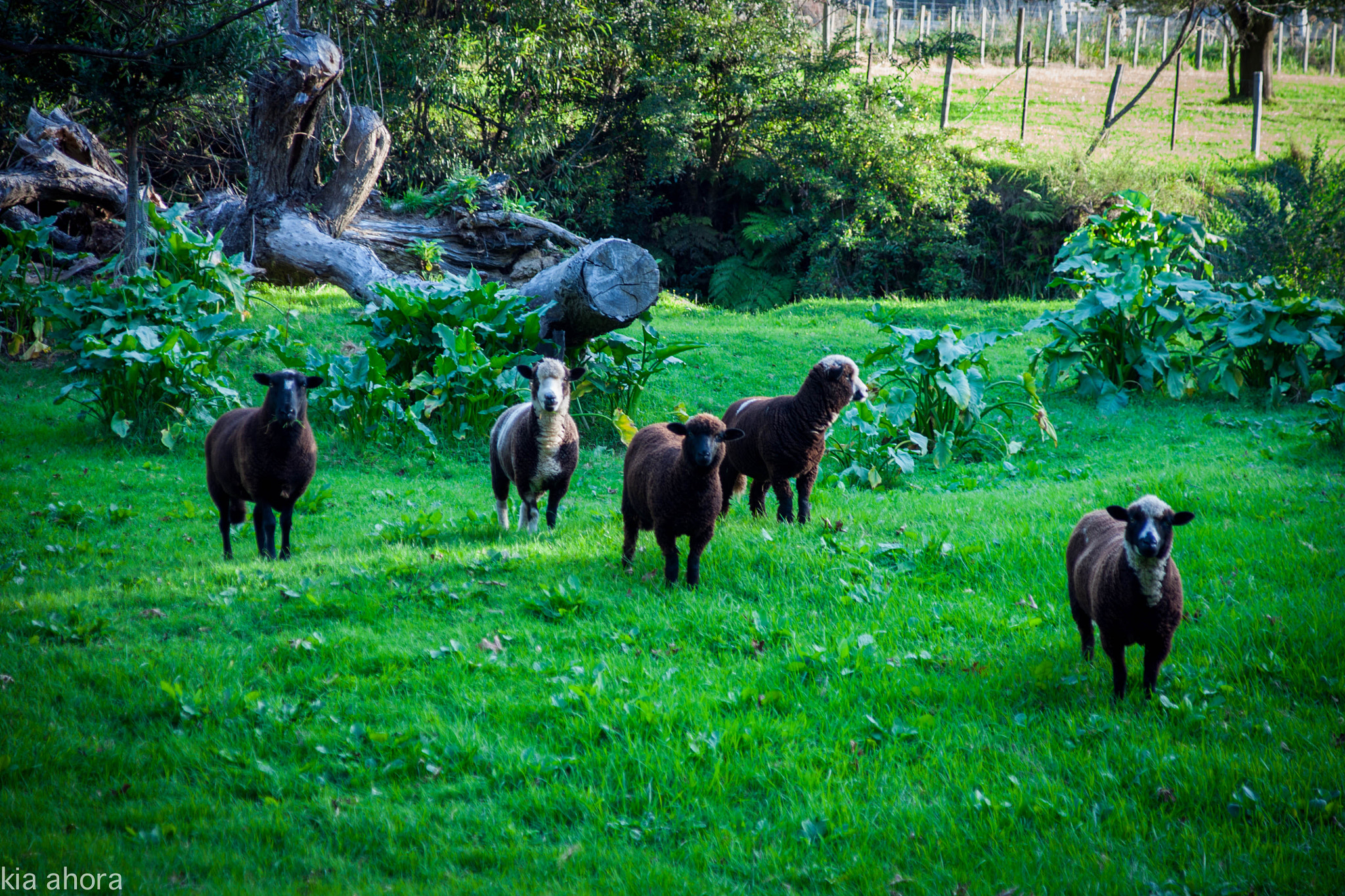 Sony Alpha DSLR-A700 sample photo. Group photography