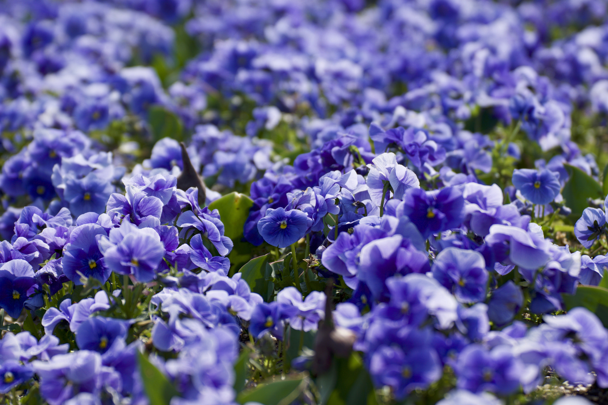 Tamron SP 70-300mm F4-5.6 Di USD sample photo. Spring has come! photography