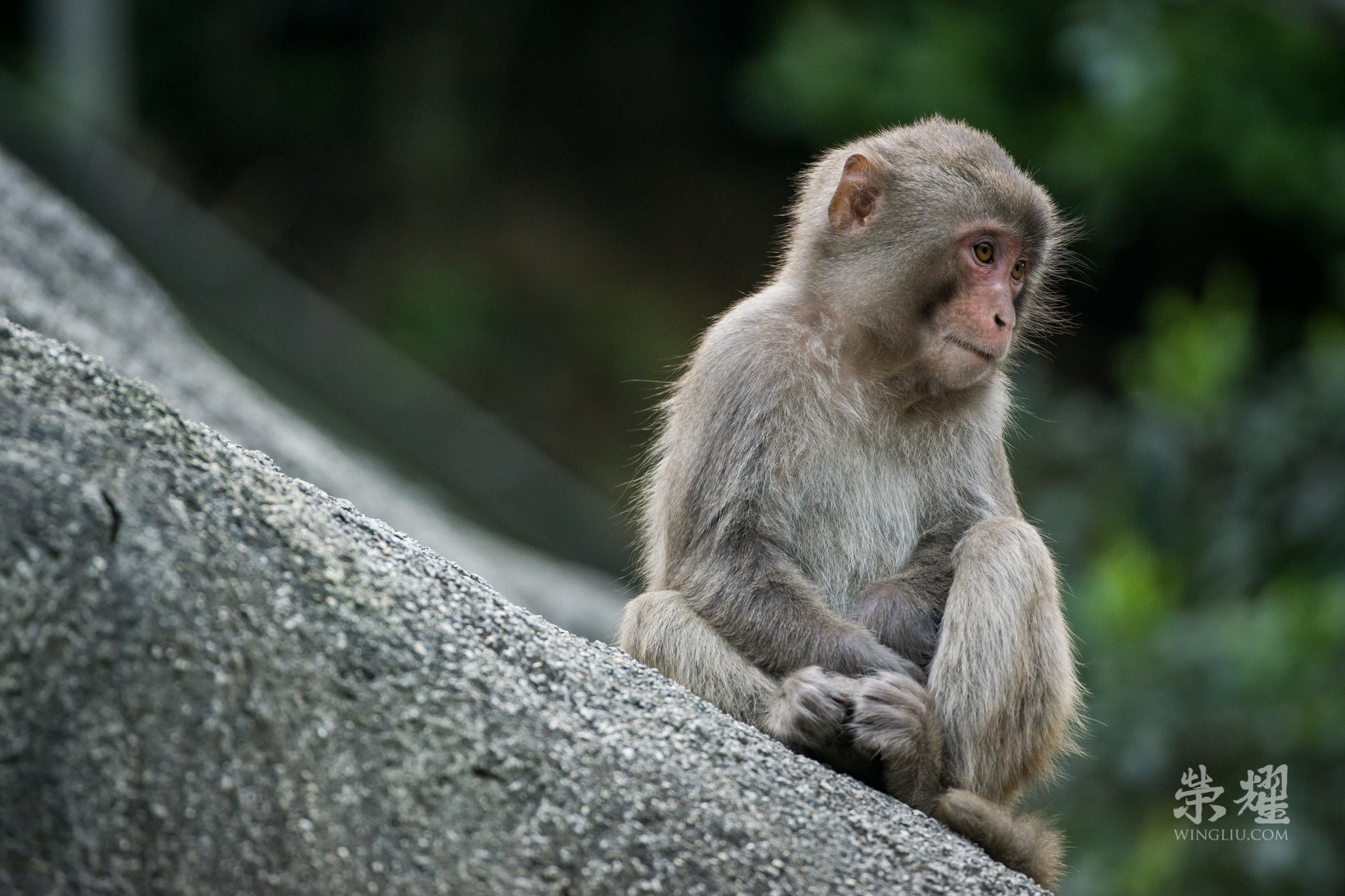 Sony a6000 + Canon EF 200-400mm F4L IS USM Extender 1.4x sample photo. Young monkey on slope photography