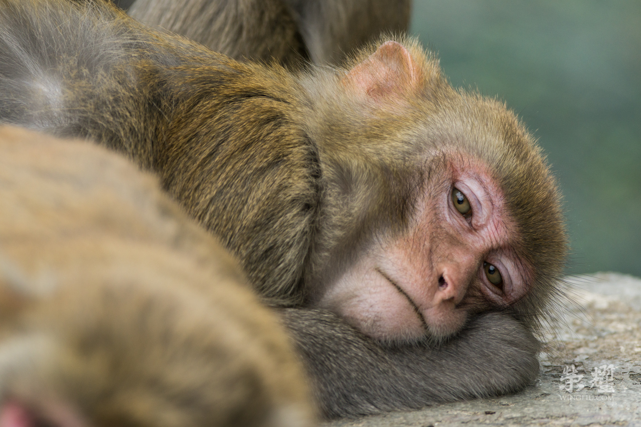 Sony a6000 + Canon EF 200-400mm F4L IS USM Extender 1.4x sample photo. Sleepy monkey photography