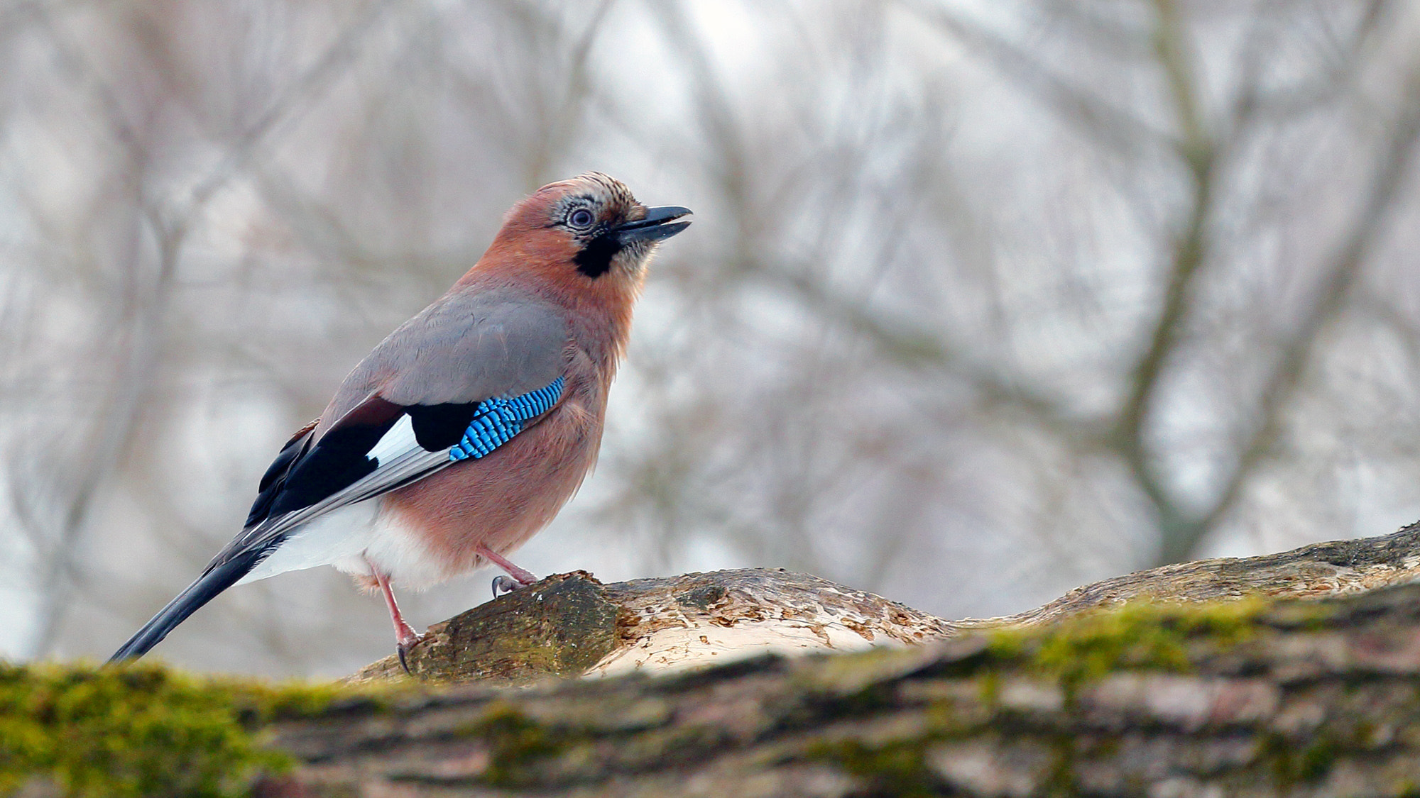 Canon EF 70-300mm F4-5.6L IS USM sample photo. Eurasian jay photography