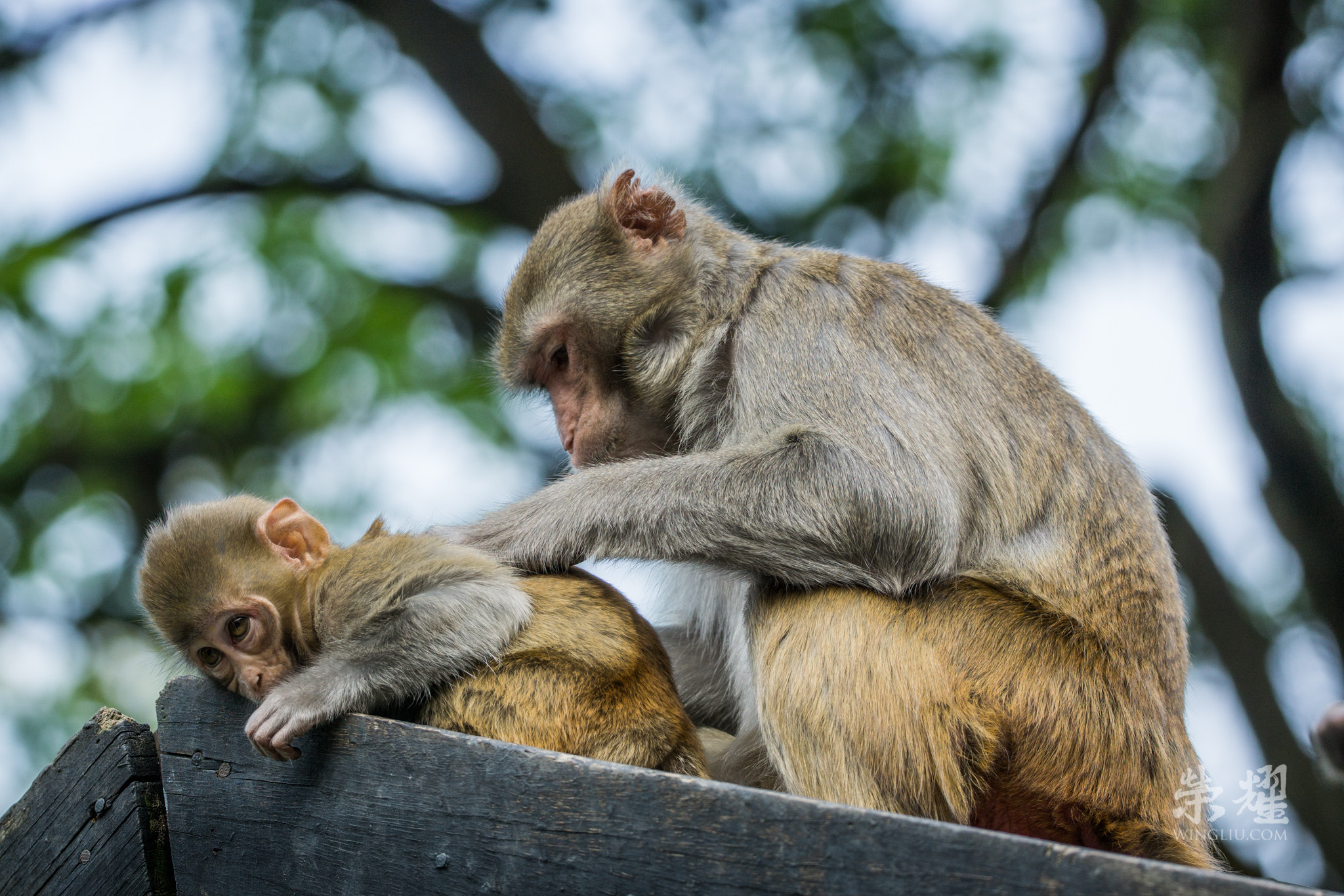 Sony a6000 + Canon EF 200-400mm F4L IS USM Extender 1.4x sample photo. Scratching my back photography