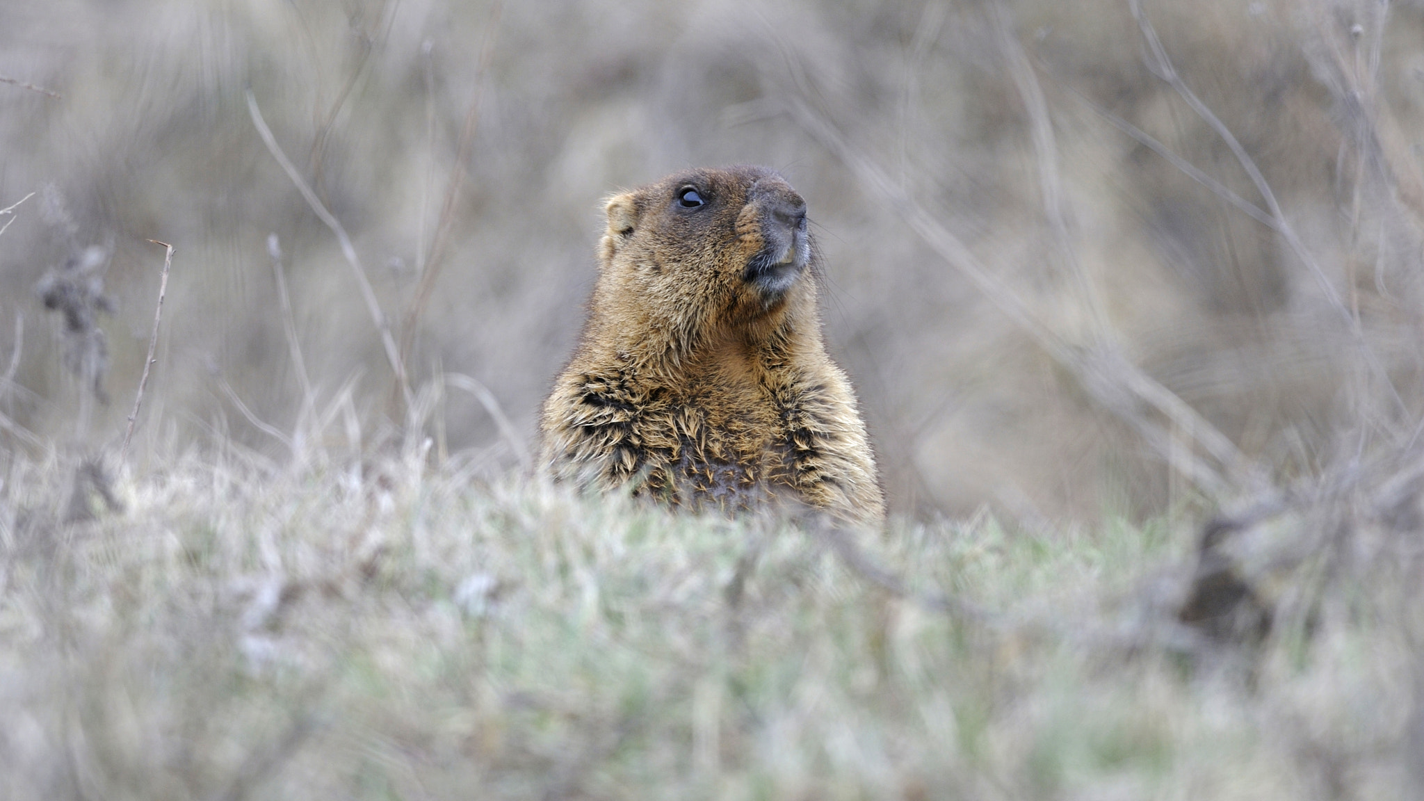 Nikon AF-S Nikkor 300mm F4D ED-IF sample photo. Marmot portrait photography