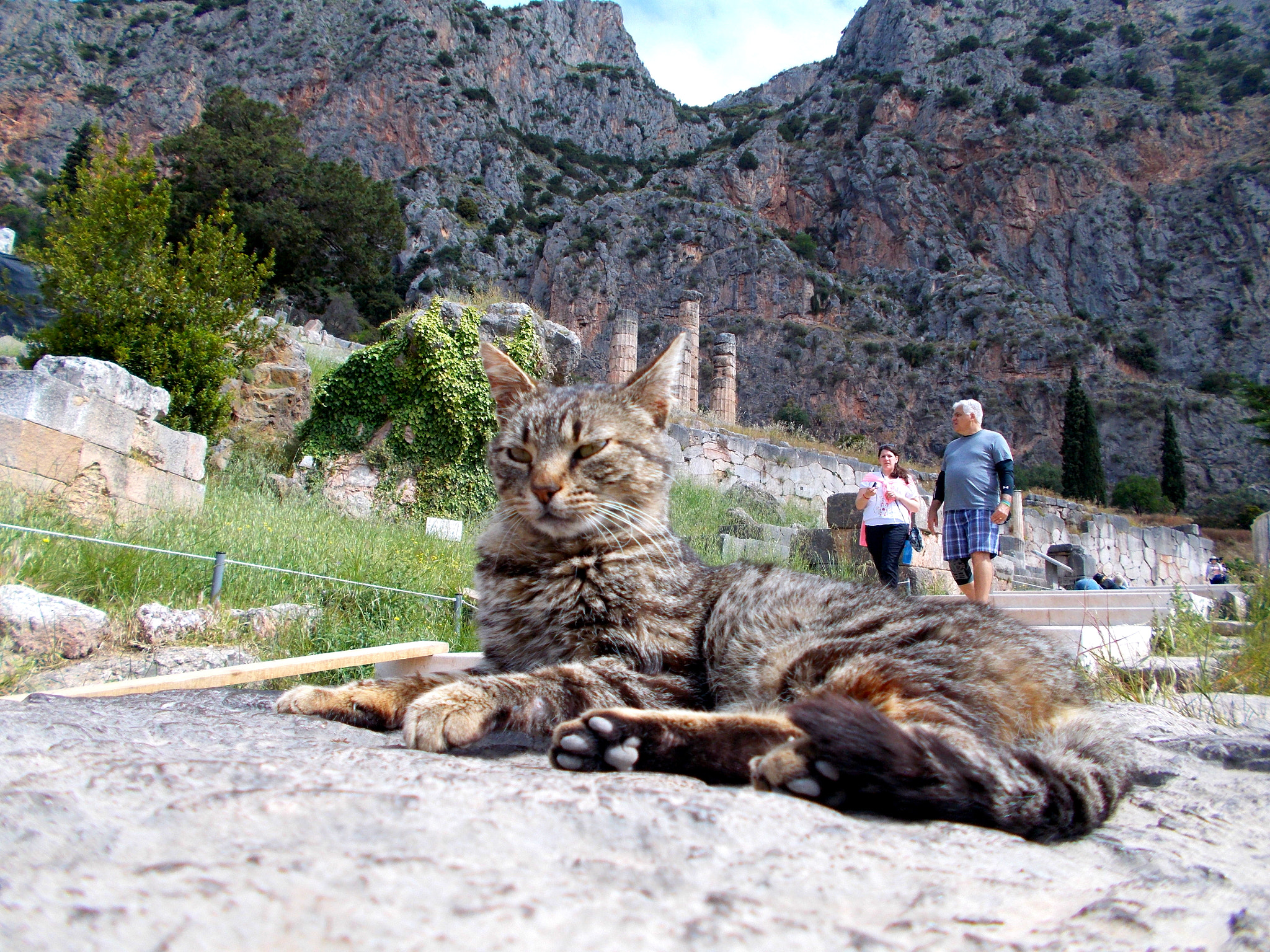 Nikon Coolpix L26 sample photo. Cats of delphi, greece photography
