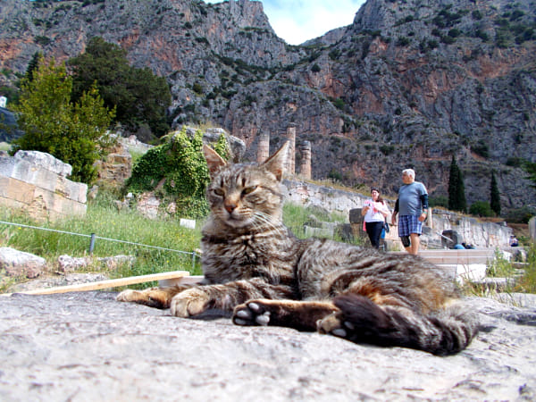 cats of delphi, greece by Catalina T | 500px