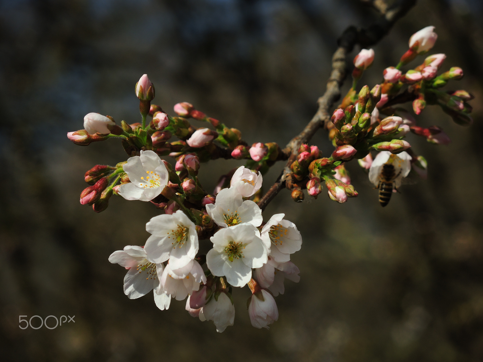 Fresh blooms in spring sunshine