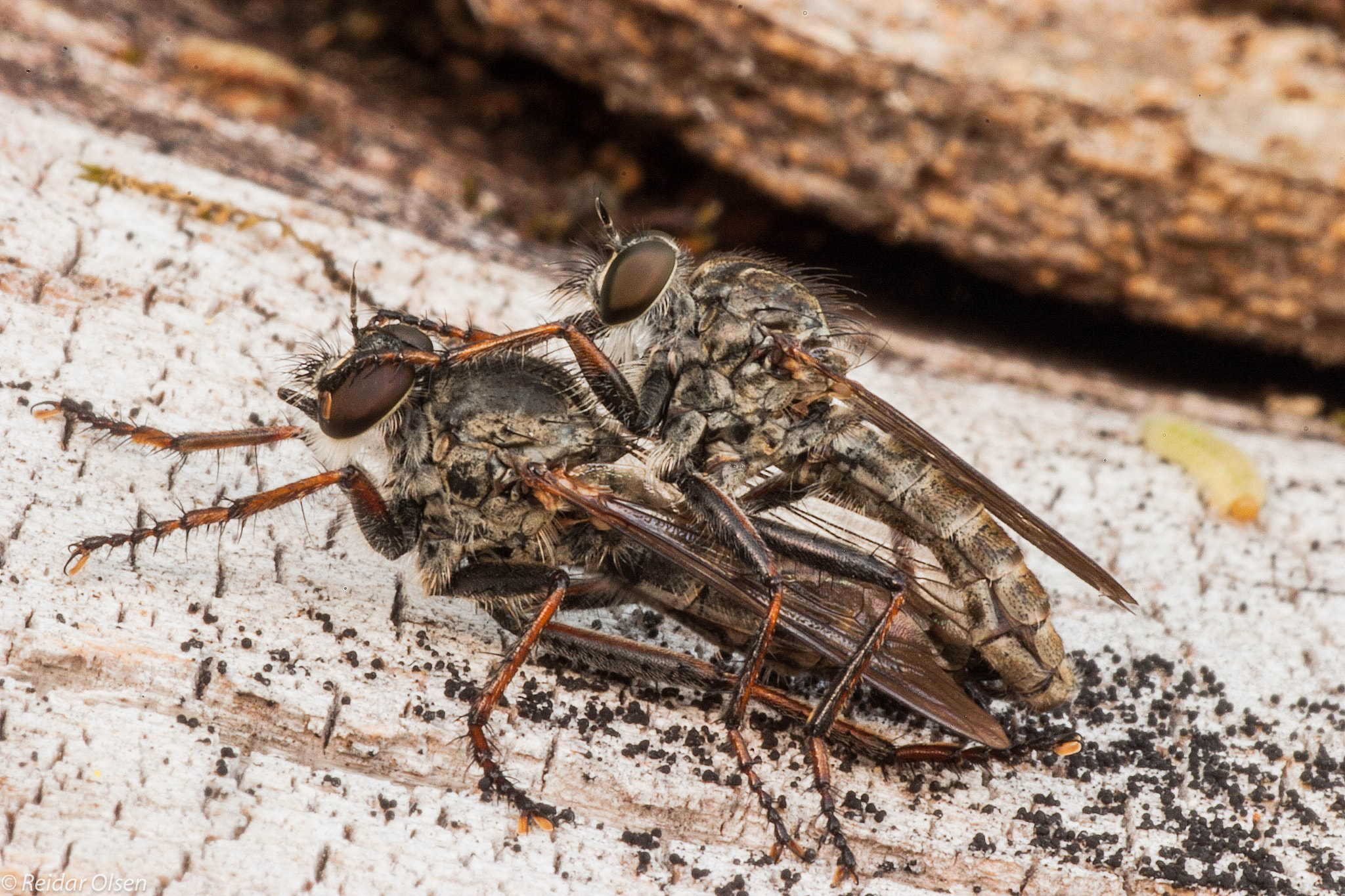 Making more flyes...