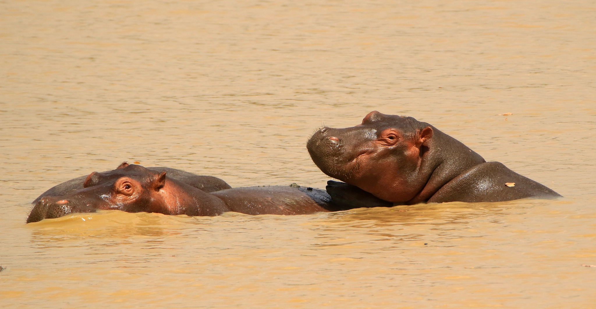 Tamron SP 150-600mm F5-6.3 Di VC USD sample photo. Hippos resting photography
