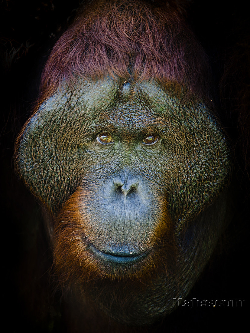 Canon EOS 5D + Sigma 70-200mm F2.8 EX DG OS HSM sample photo. Orangutan portrait photography