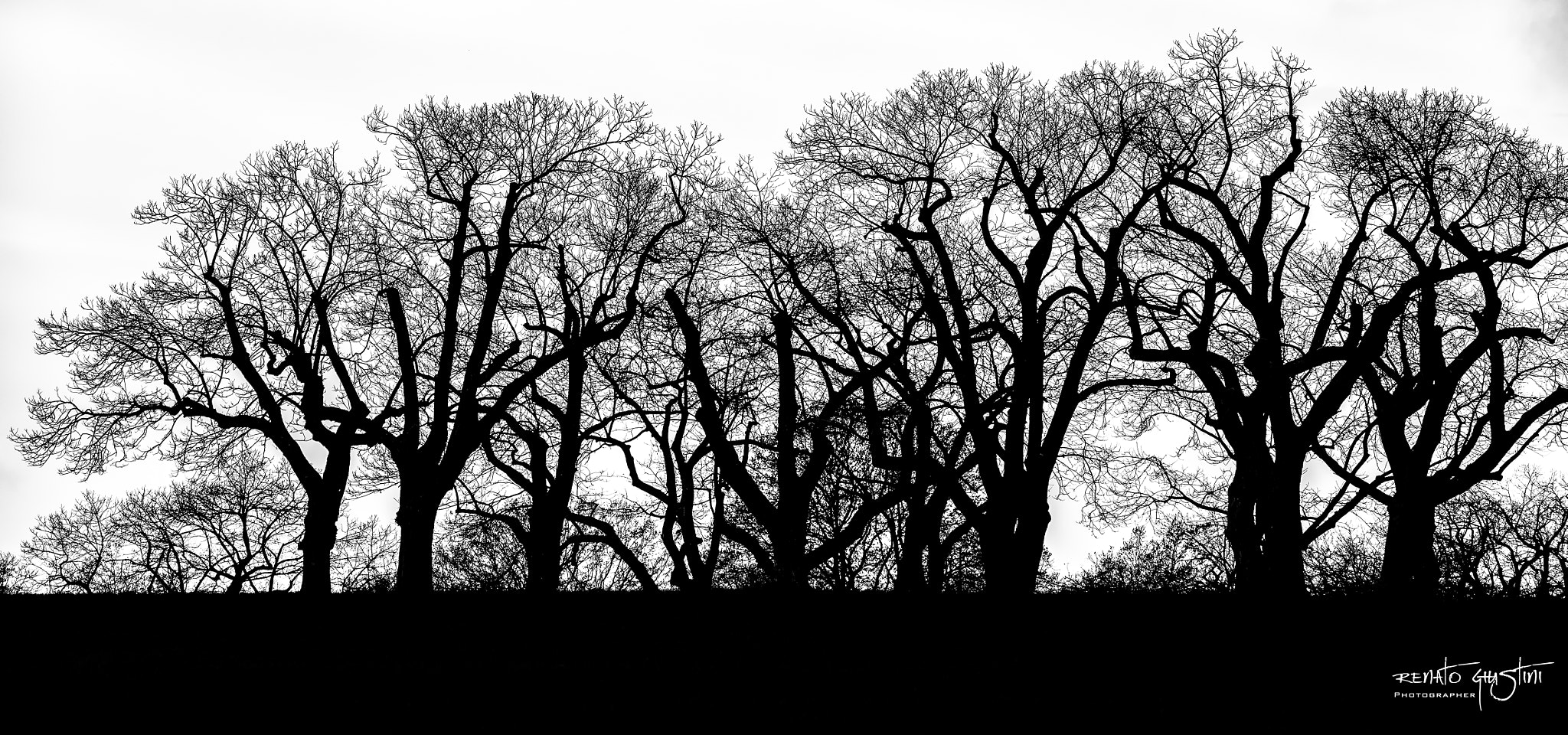 Nikon D600 + AF DC-Nikkor 135mm f/2 sample photo. Alberi spogli photography