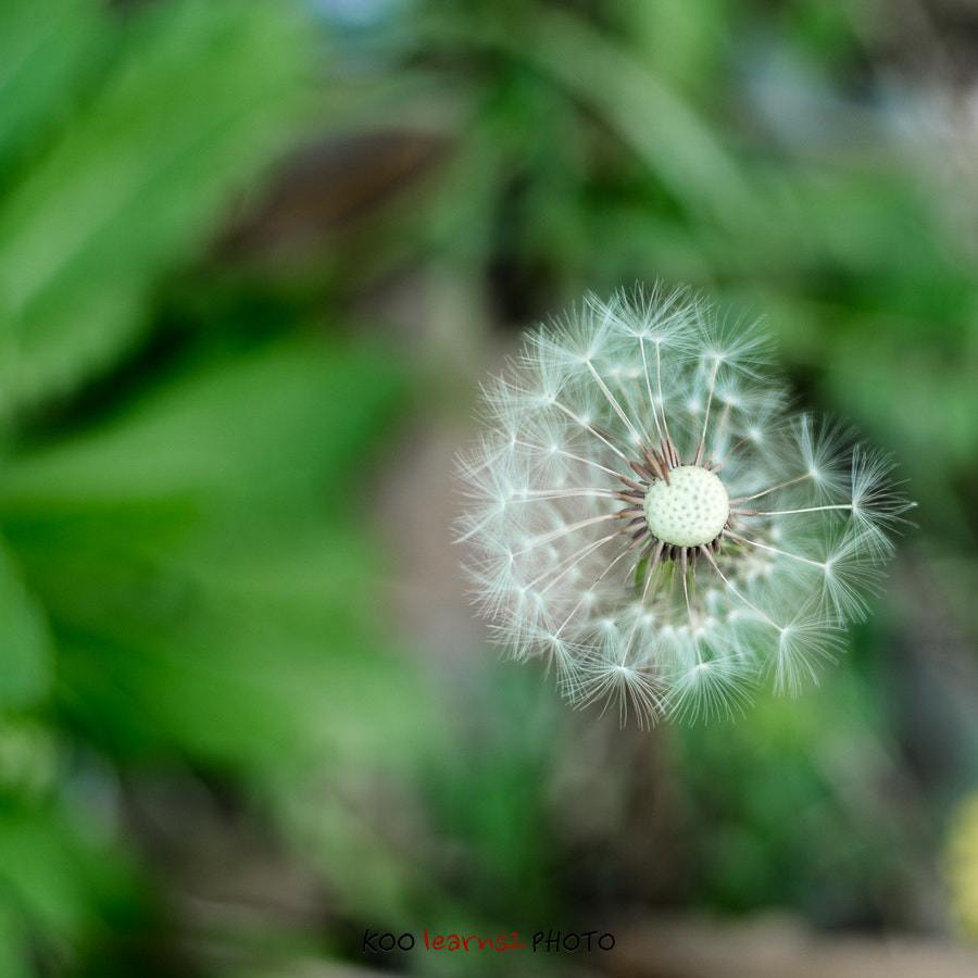 0mm F0 SAM sample photo. Dandelion photography