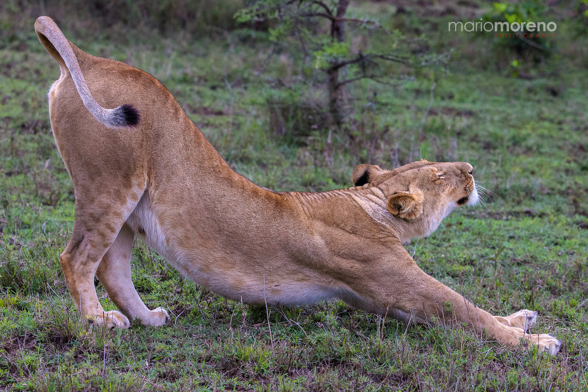 Canon EF 200-400mm F4L IS USM Extender 1.4x sample photo. Lion stretch photography