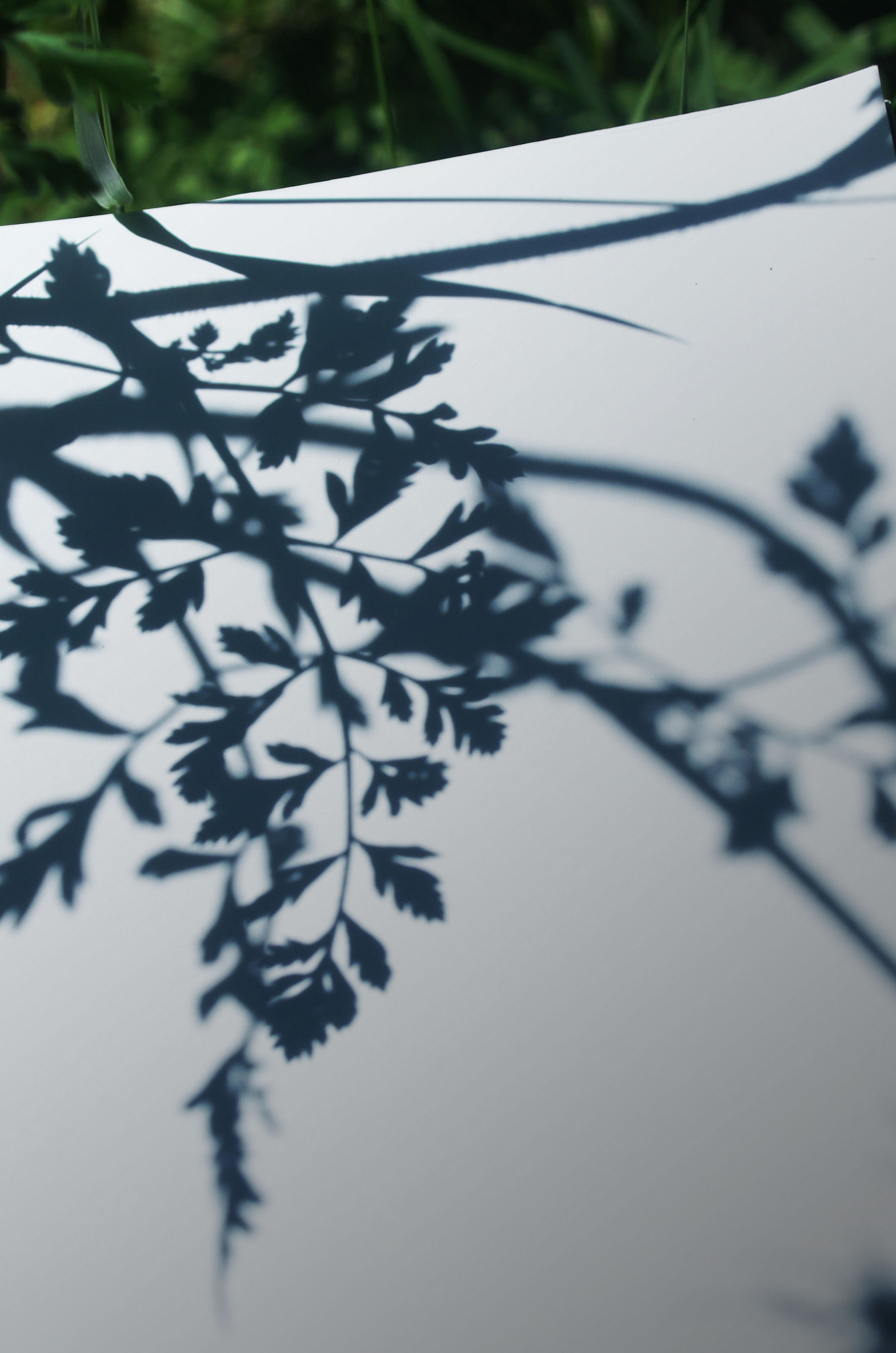 Sony SLT-A55 (SLT-A55V) + Minolta AF 24-50mm F4 sample photo. Instead drawing photography