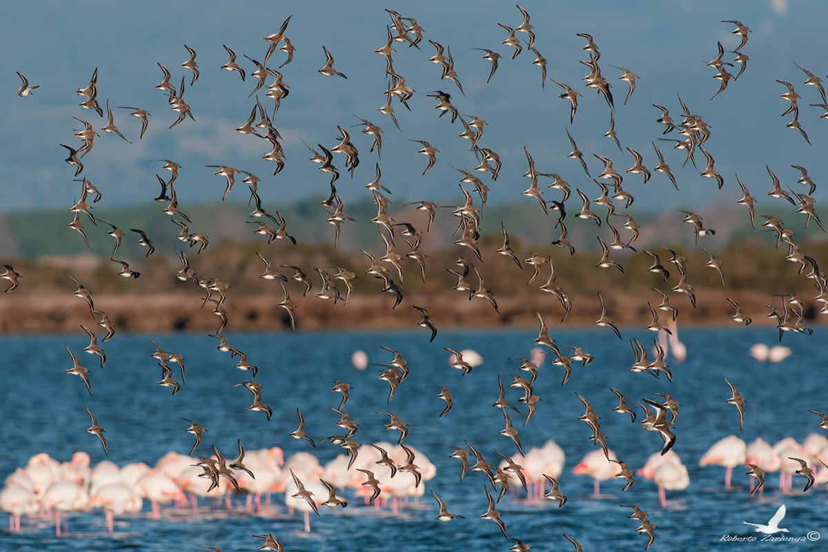 Nikon AF-S Nikkor 300mm F2.8G ED VR II sample photo. Volo di piovanelli davanti a fenicotteri !! photography
