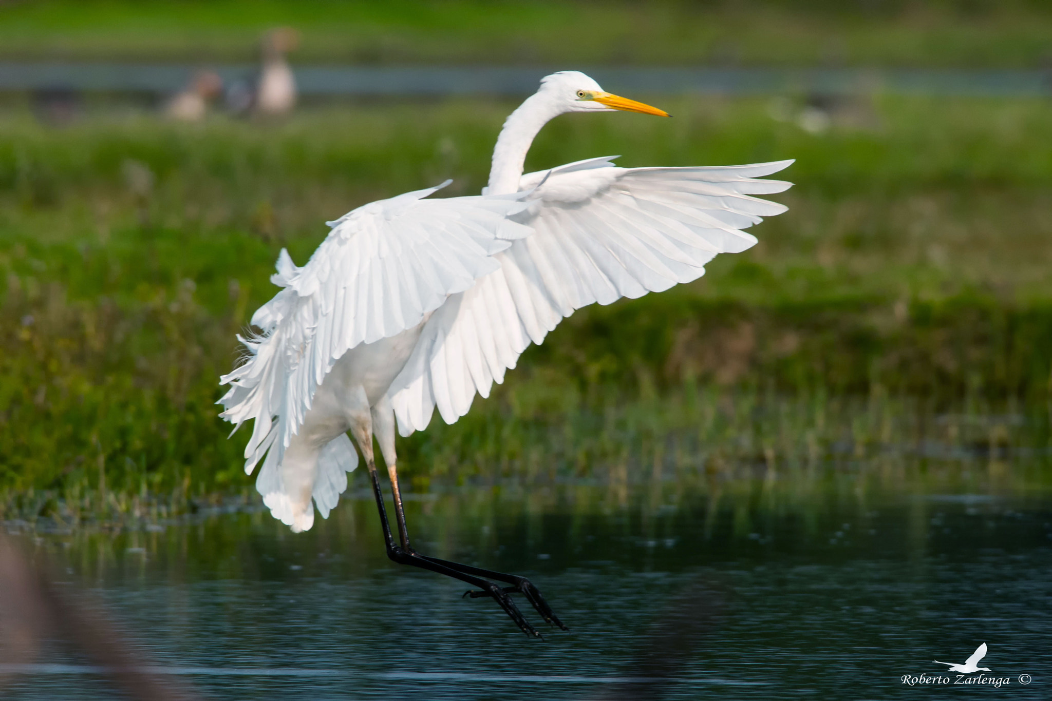 Nikon D300S + Nikon AF-S Nikkor 300mm F4D ED-IF sample photo. Dsc_8207.jpg photography