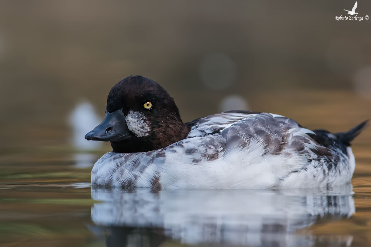 Nikon D300 + Nikon AF-S Nikkor 300mm F4D ED-IF sample photo. Quattrocchi maschio in eclisse photography