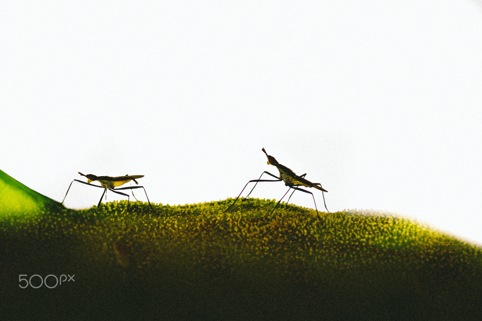 Canon EOS 550D (EOS Rebel T2i / EOS Kiss X4) sample photo. Insects photography