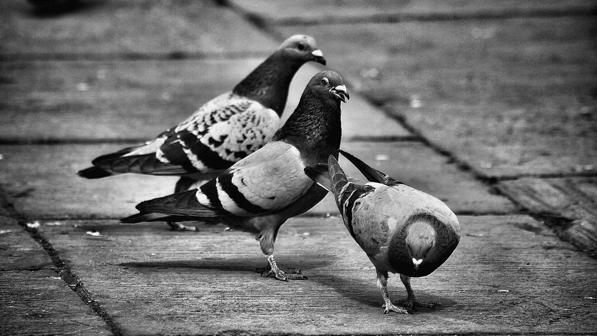 Canon EOS 600D (Rebel EOS T3i / EOS Kiss X5) + Canon 70-300mm sample photo. Les bouffes grain.... photography