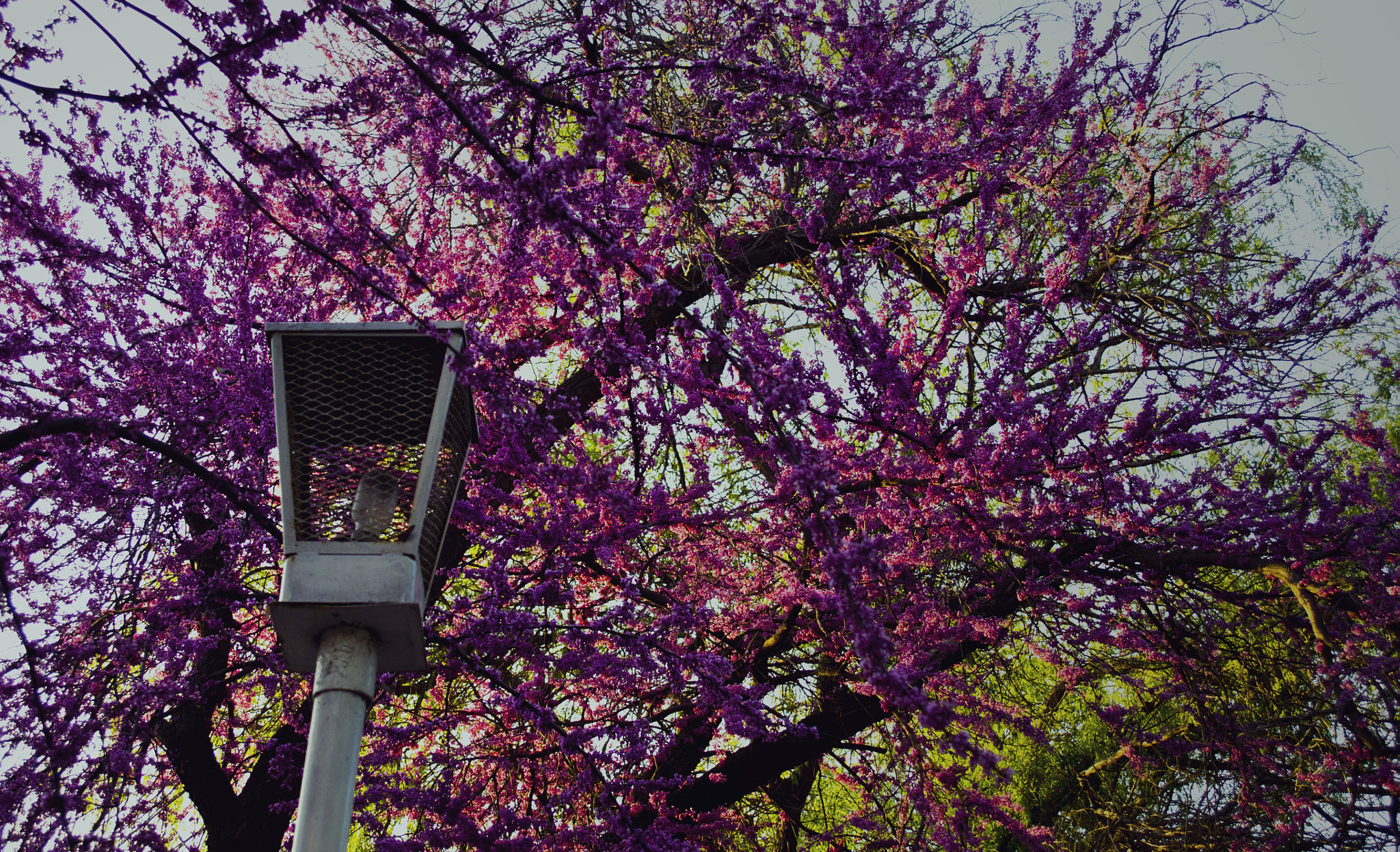 Sony SLT-A55 (SLT-A55V) + Minolta AF 24-50mm F4 sample photo. Spring season is finally open photography