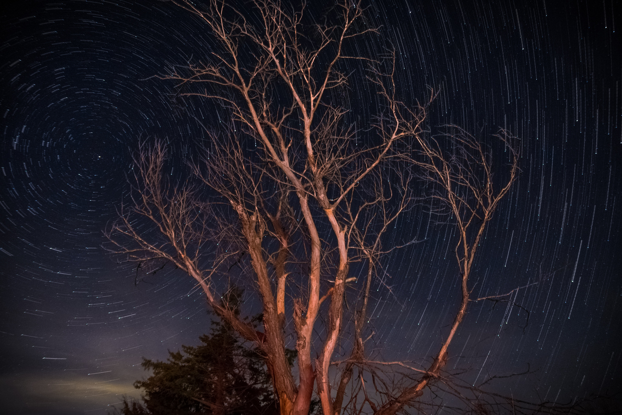 Sony a6000 + 17-50mm F2.8 sample photo. Star flower photography