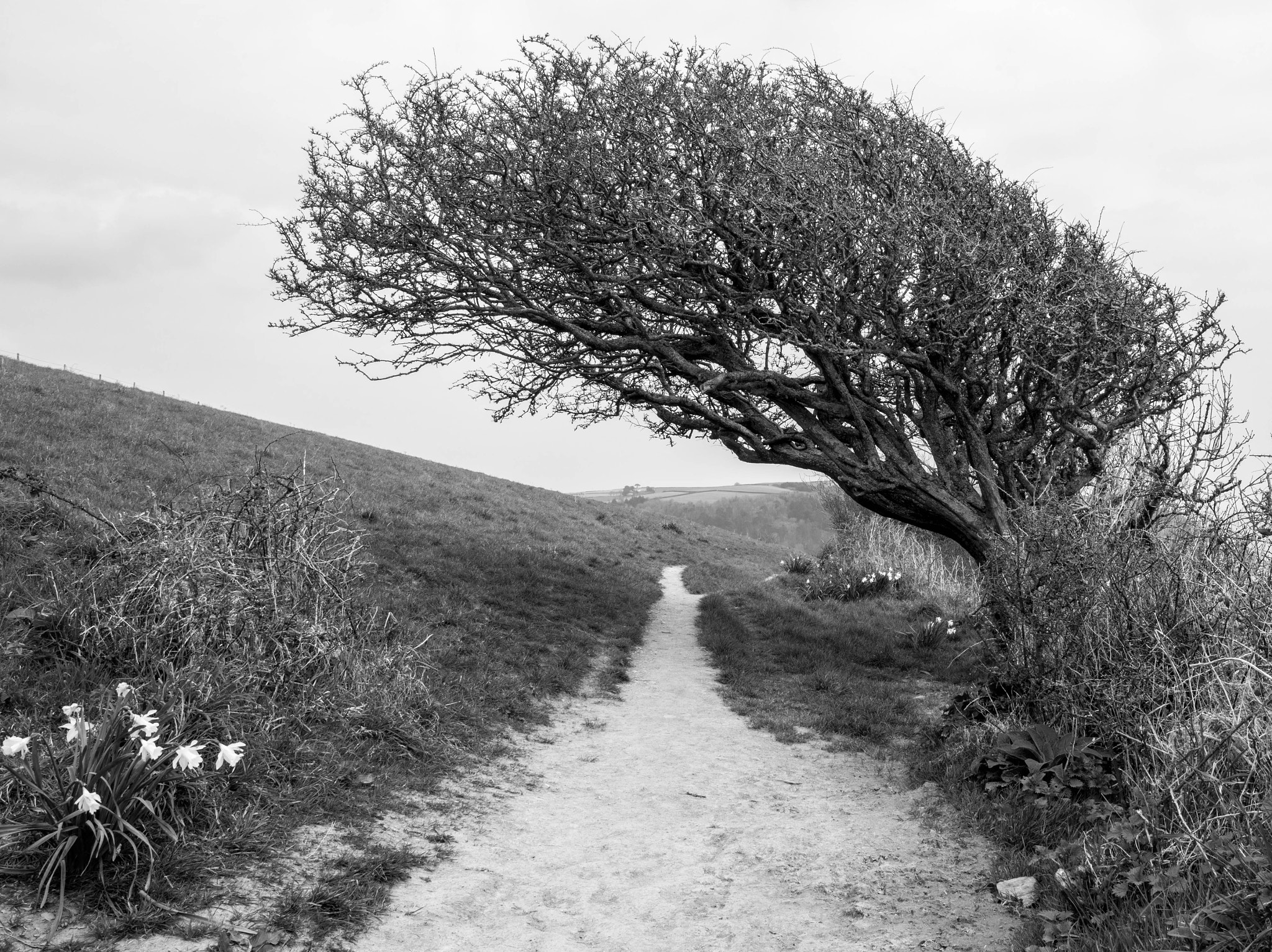 Nikon AF-S Nikkor 24-70mm F2.8E ED VR sample photo. Coastal path photography
