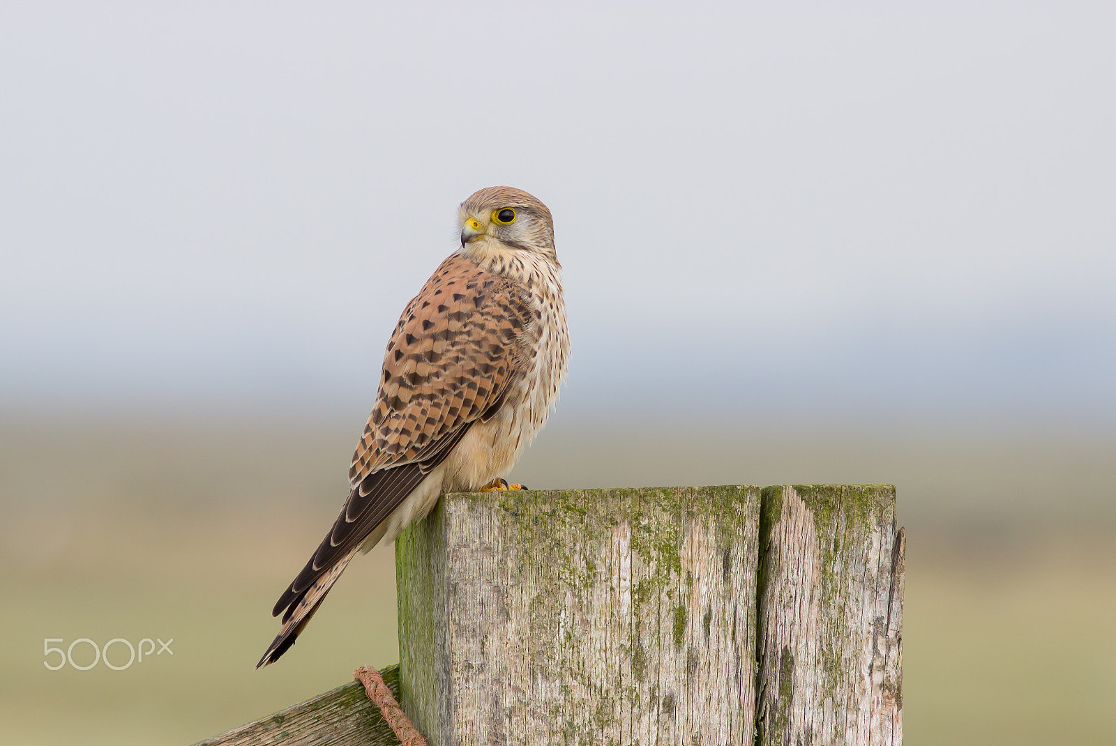 Canon EOS 600D (Rebel EOS T3i / EOS Kiss X5) + Canon EF 300mm F4L IS USM sample photo. Common kestrel photography