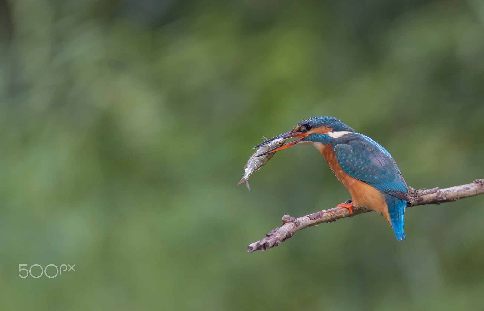 Canon EF 300mm F4L IS USM sample photo. Kingfisher with catch photography