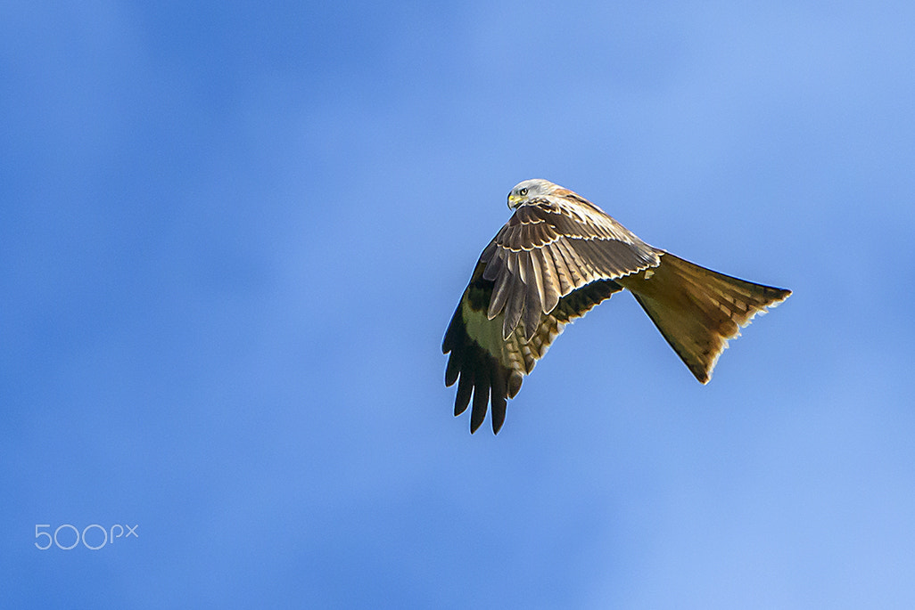 Nikon D800E + Nikon AF-S Nikkor 200-400mm F4G ED-IF VR sample photo. Red kite photography