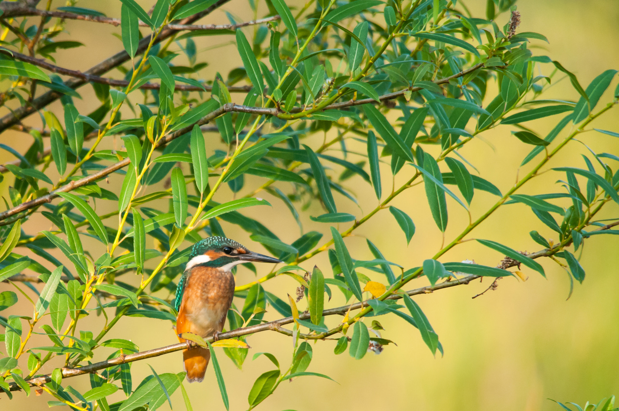 Sigma 150-500mm F5-6.3 DG OS HSM sample photo. Kingfisher photography