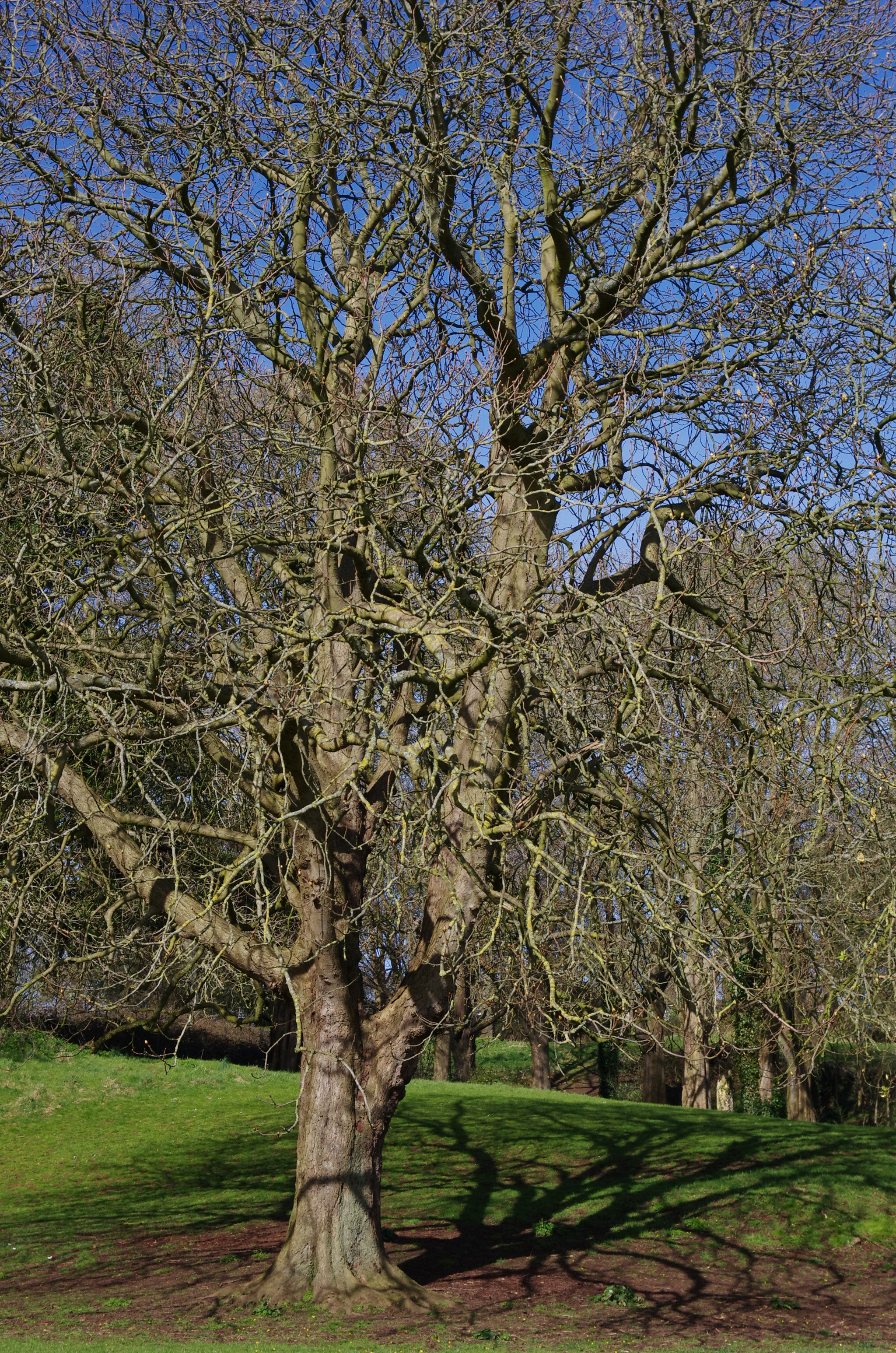 HD Pentax DA 40mm F2.8 Limited sample photo. Shadow of a tree photography